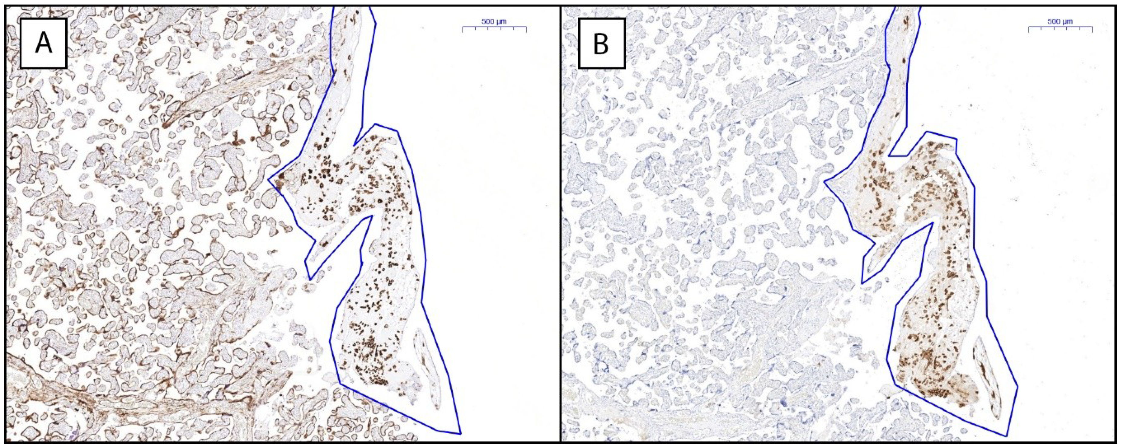 Ijms 20 00625 g001 Ijms 20 00625 g001