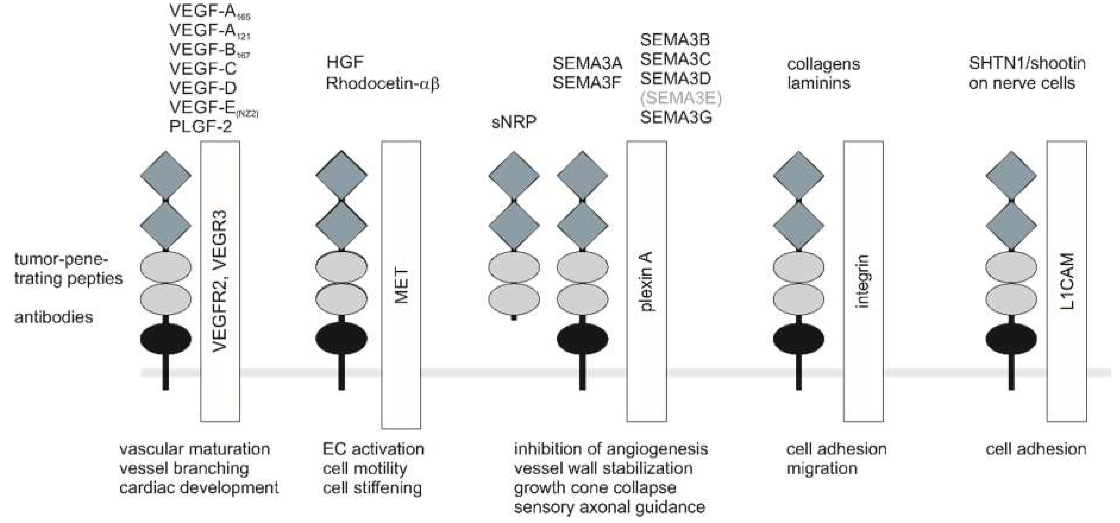 Ijms 20 00639 g002 Ijms 20 00639 g002