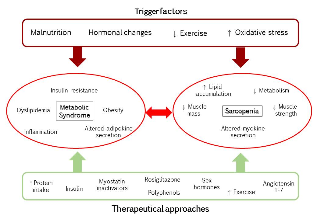 IJMS | Free Full-Text | Mechanisms Underlying Metabolic Syndrome