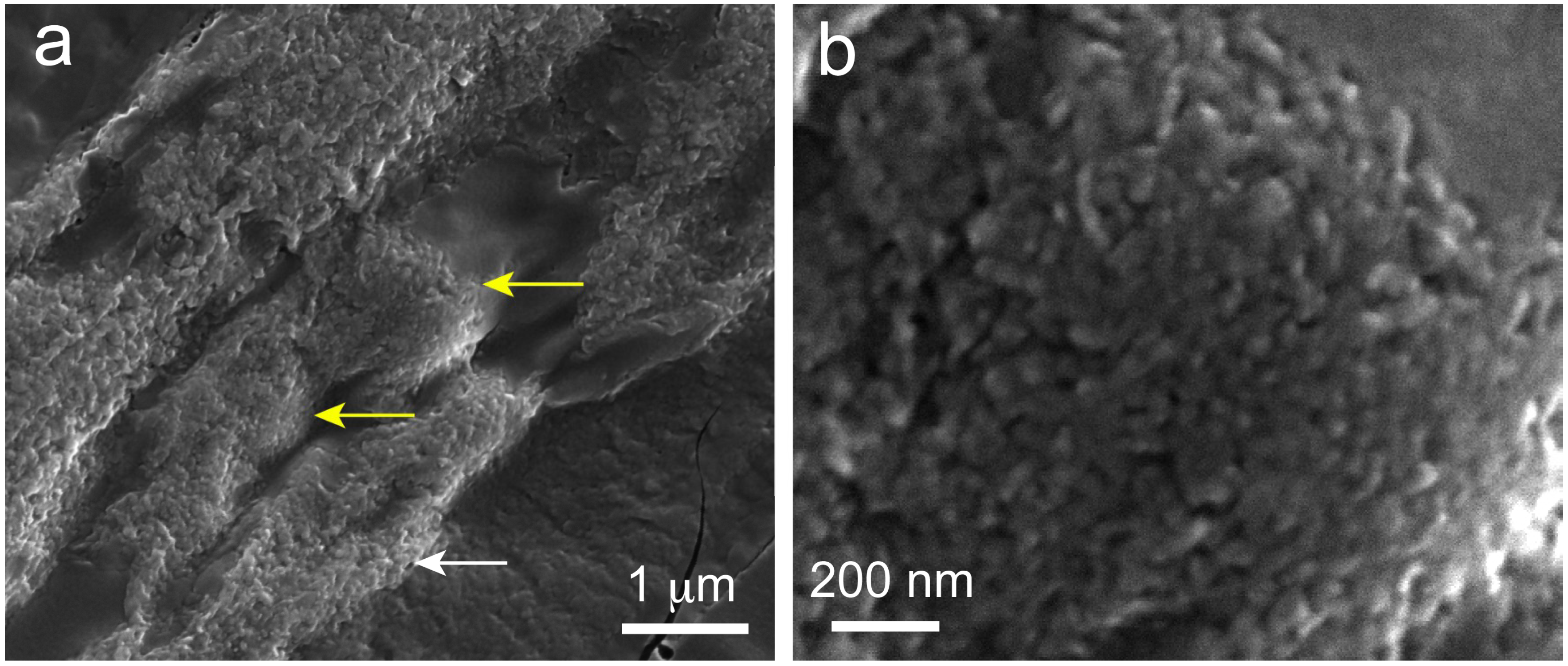 Ijms 20 00670 g006 550