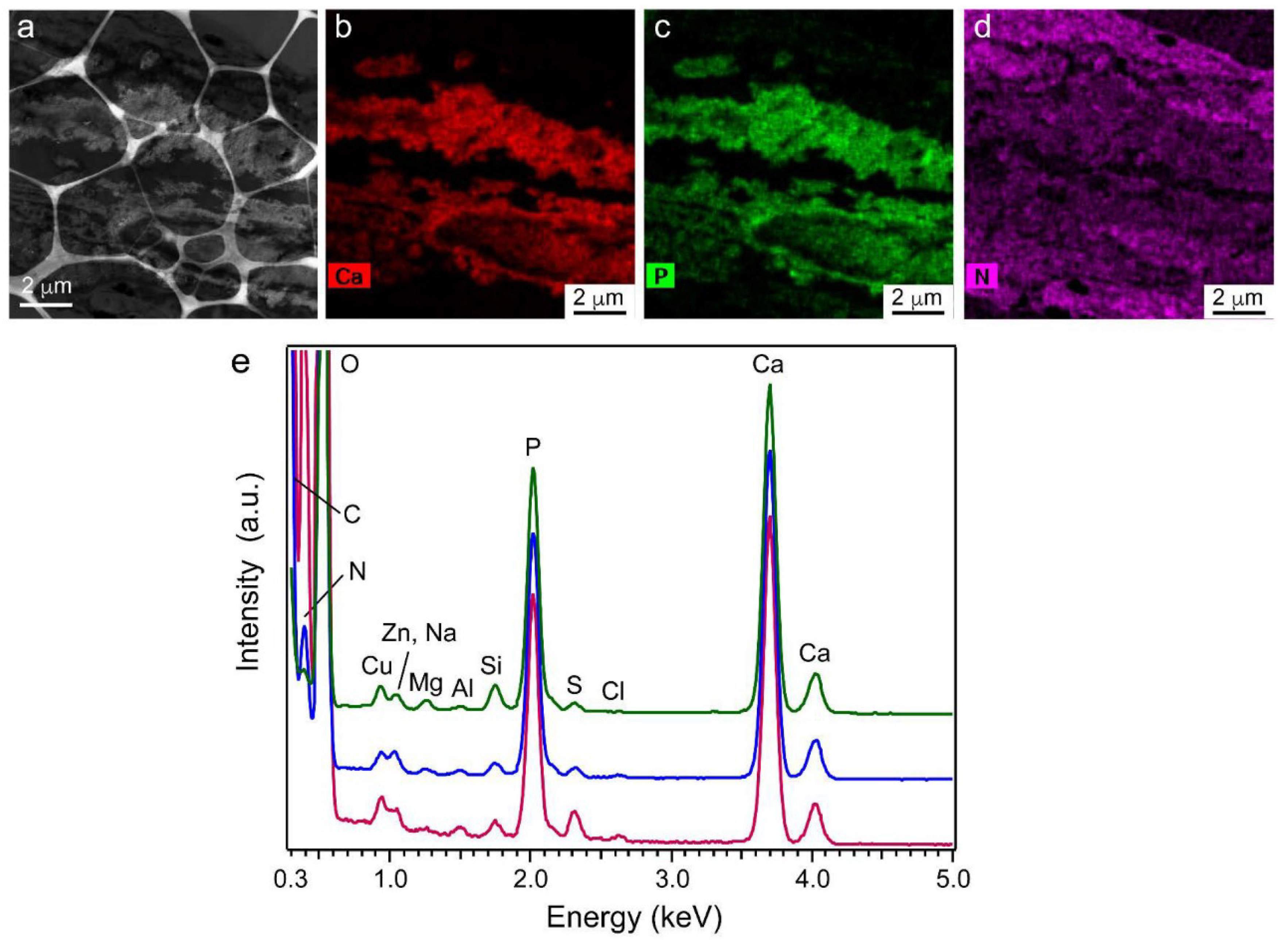 Ijms 20 00670 g010 550
