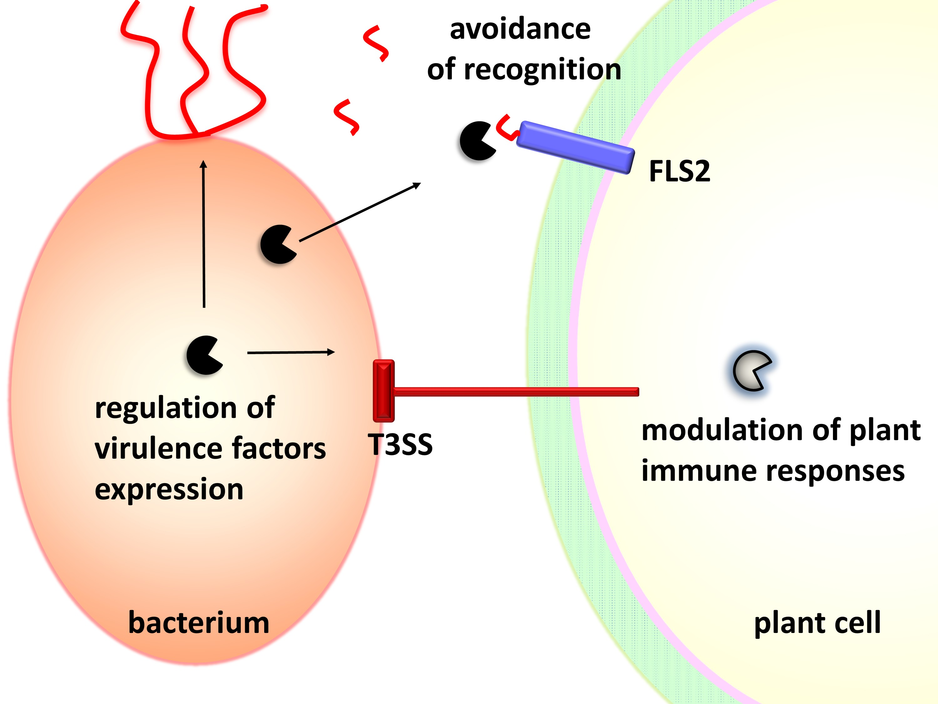 what is the role of bacteria in biotechnology