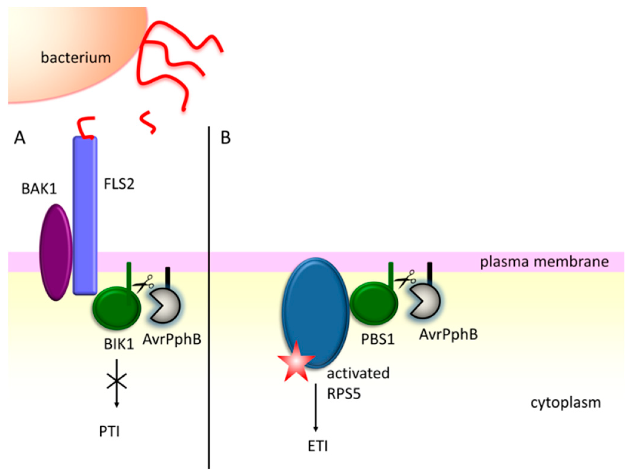 Ijms 20 00672 g003 550