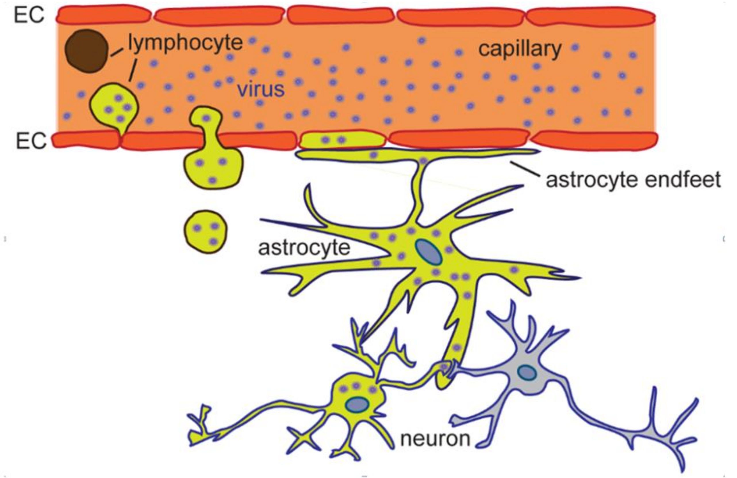 IJMS | Free Full-Text | Astrocytes in Flavivirus Infections