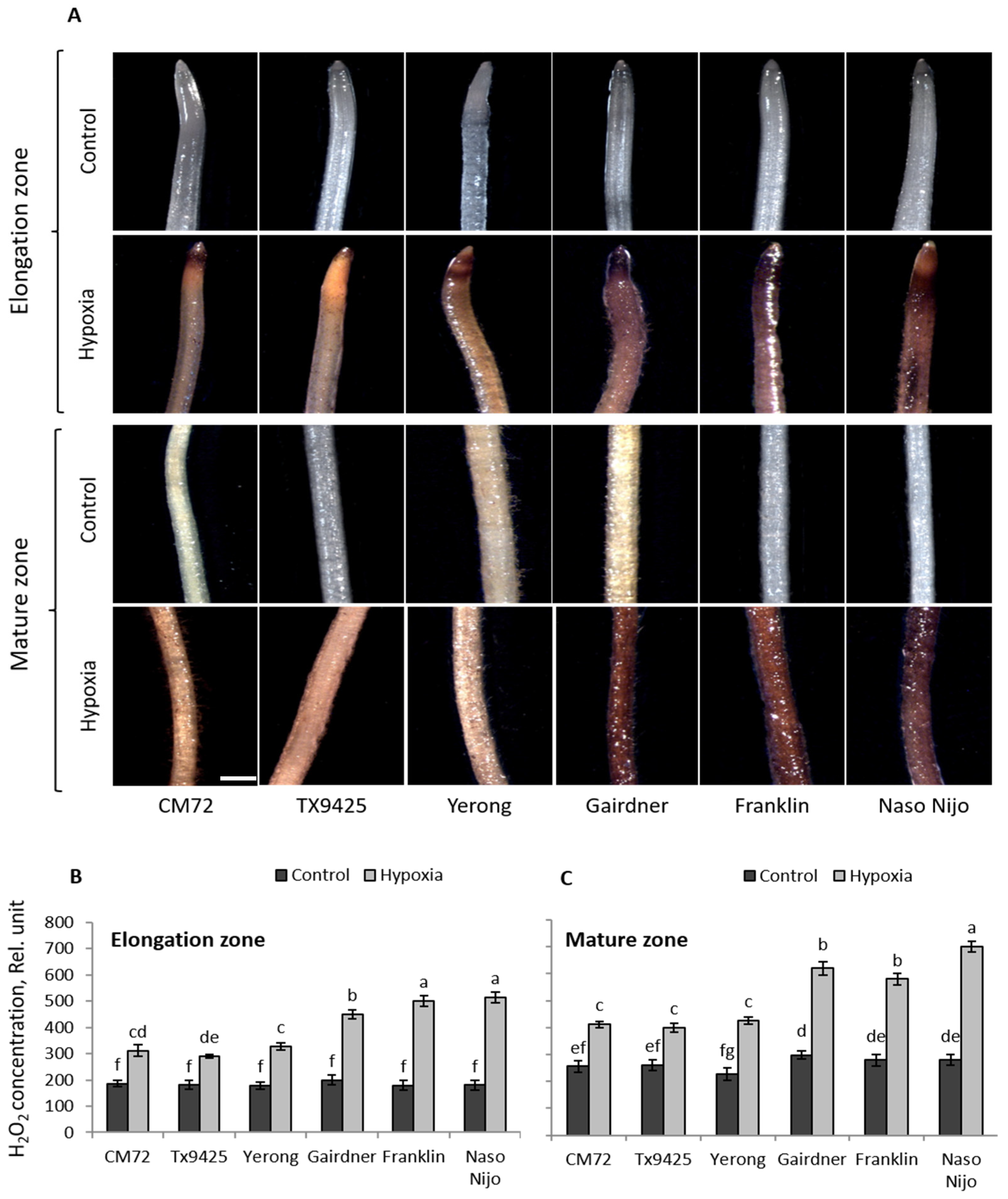 Ijms 20 00699 g002 550