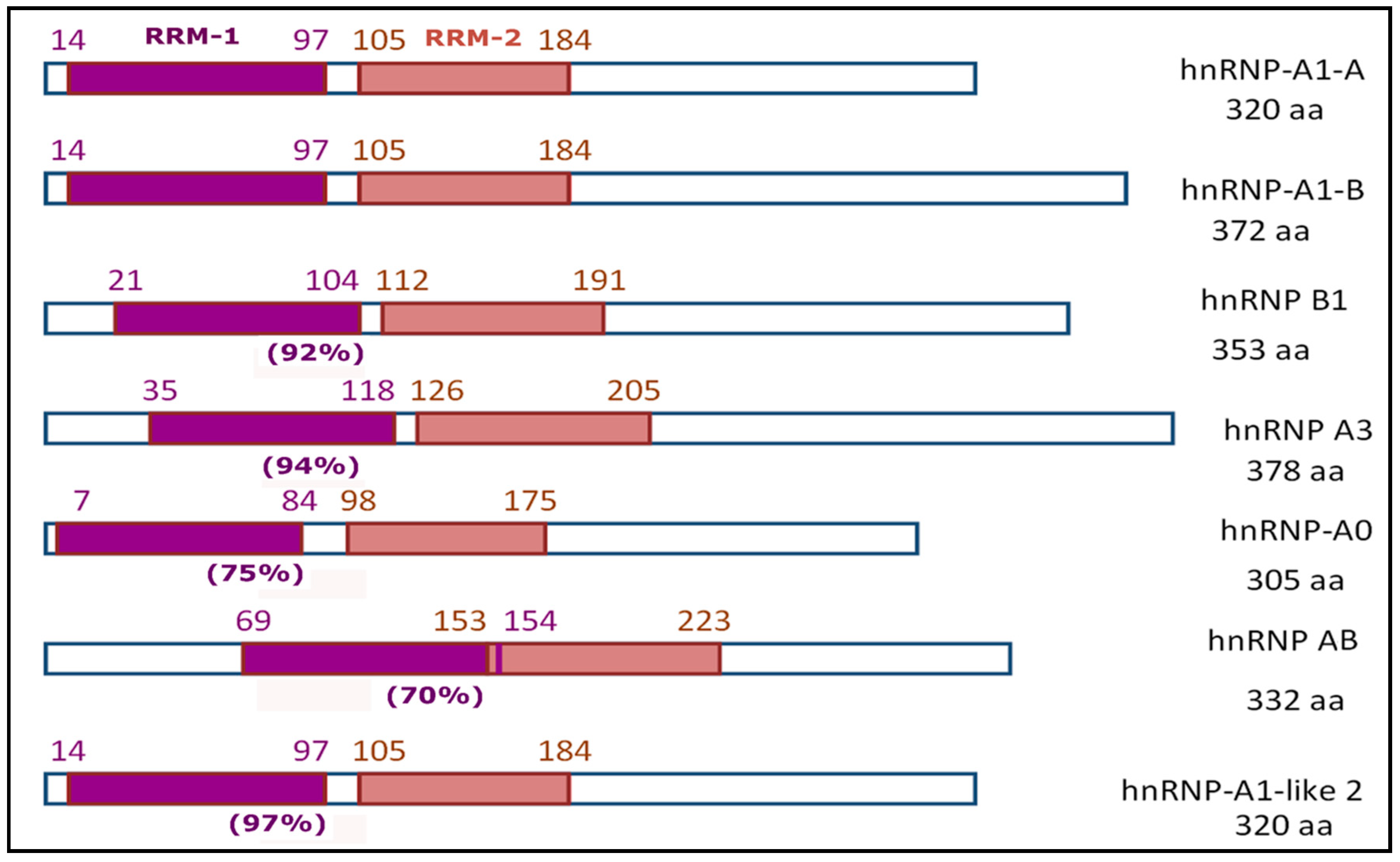 Heterogeneous Nuclear Ribonucleoproteins Involved in the