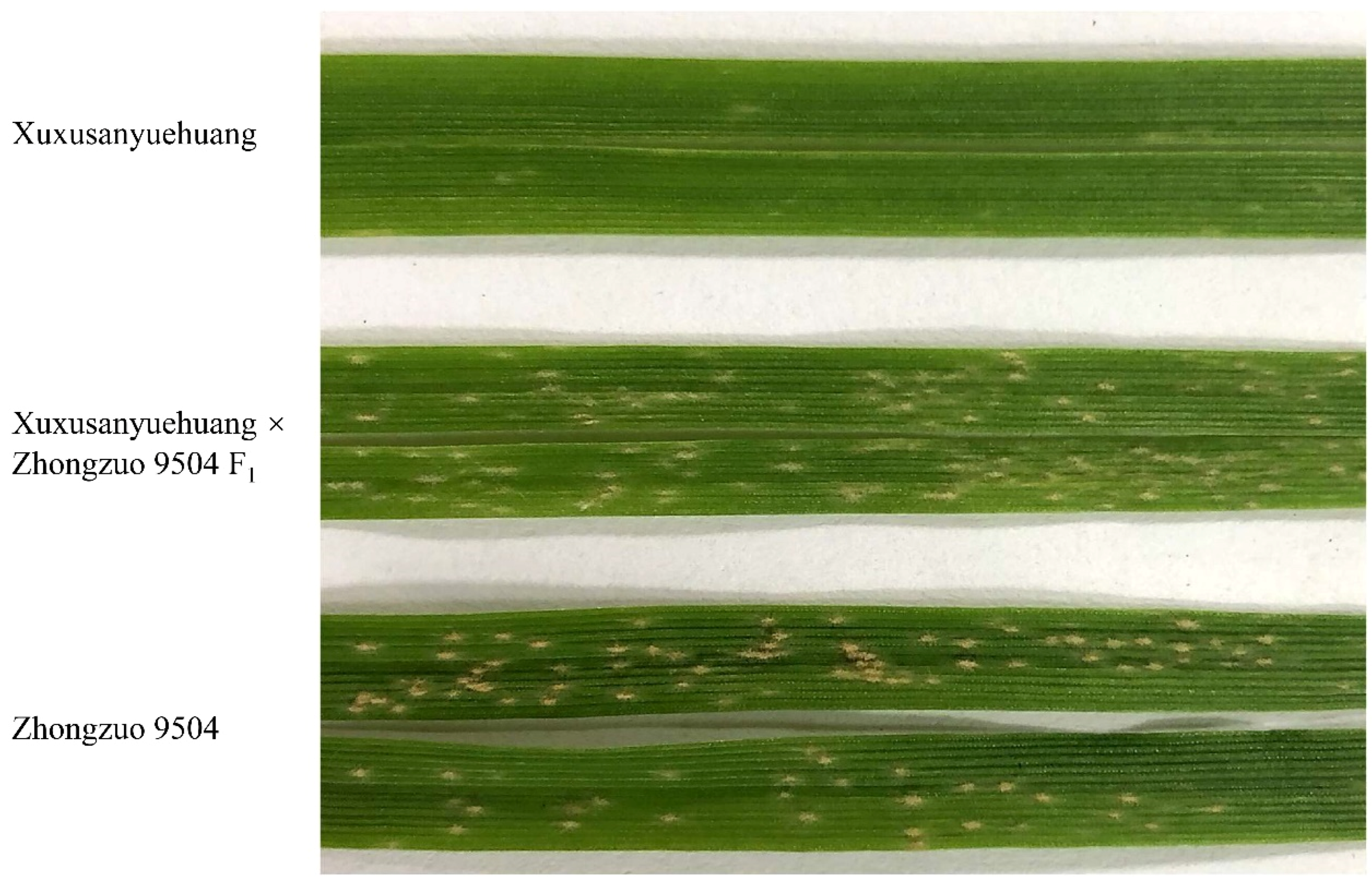 高評価レビュー SSR and KASP, SNP, of Development Markers BSR-Seq by エアコン