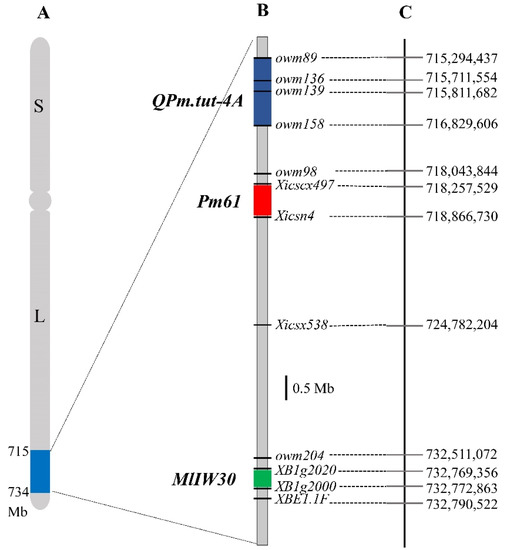 Development of SNP, KASP, and SSR Markers by BSR-Seq