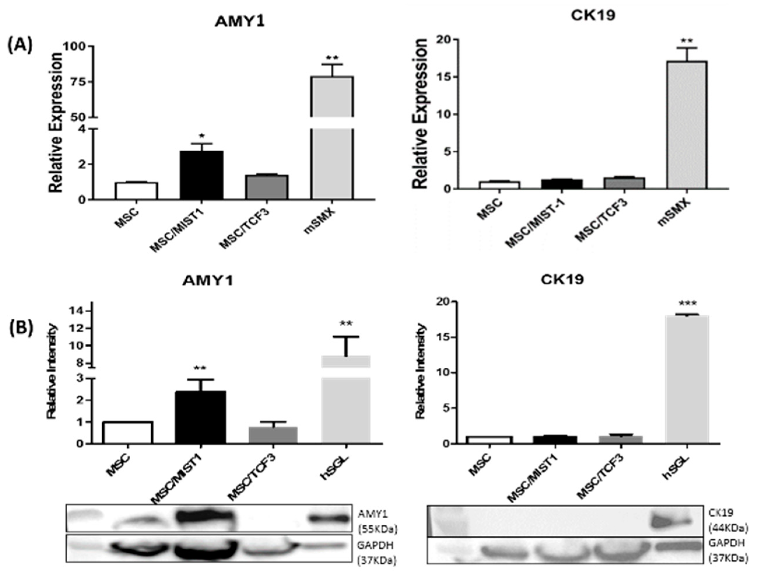 Ijms 20 00767 g002 Ijms 20 00767 g002