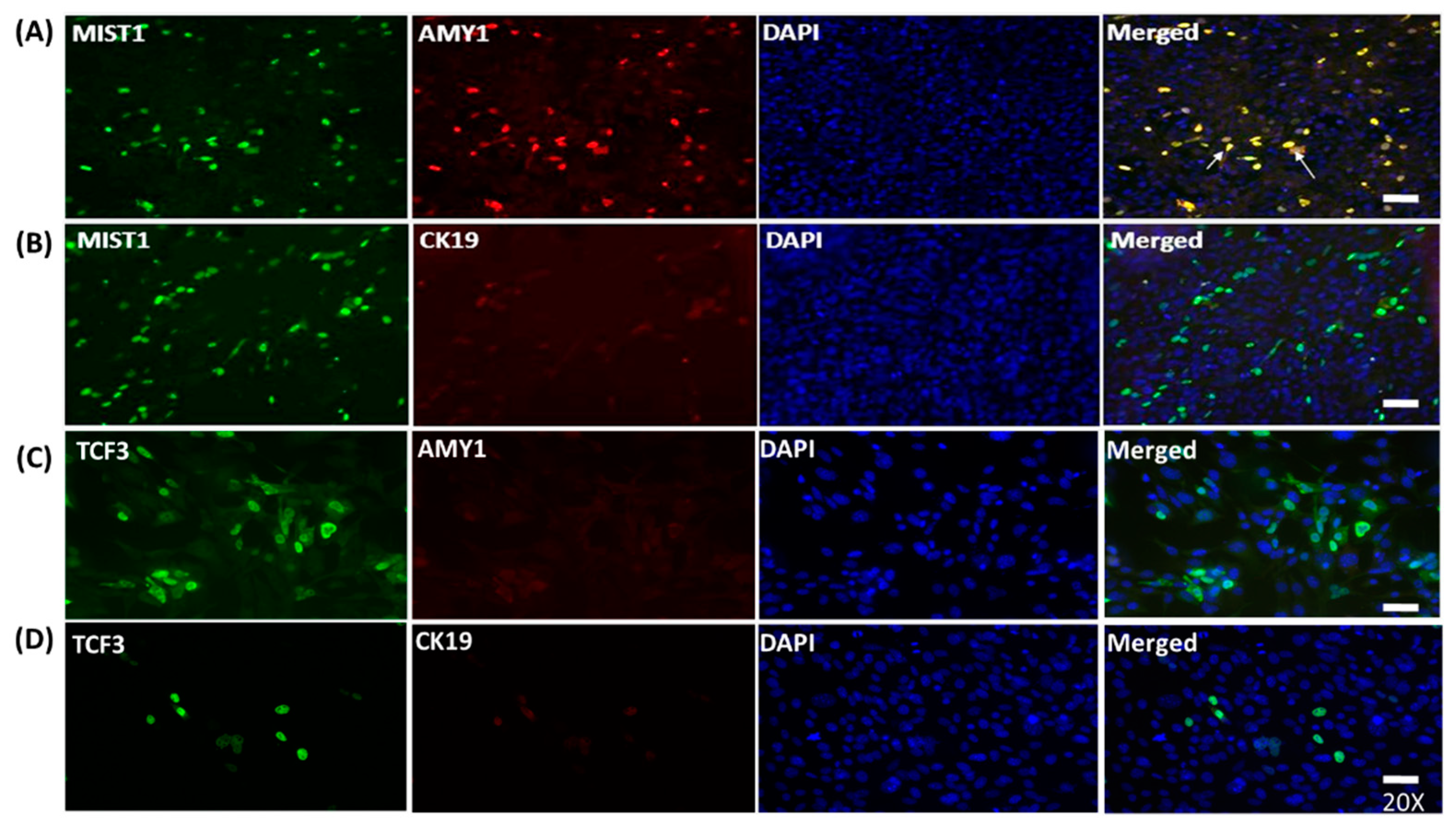 Ijms 20 00767 g003 Ijms 20 00767 g003