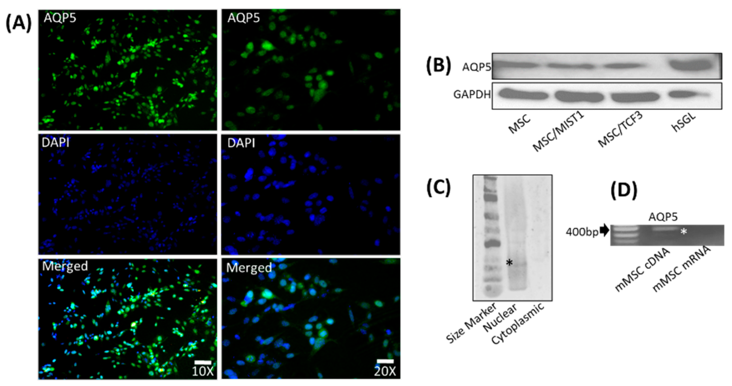 Ijms 20 00767 g004 Ijms 20 00767 g004