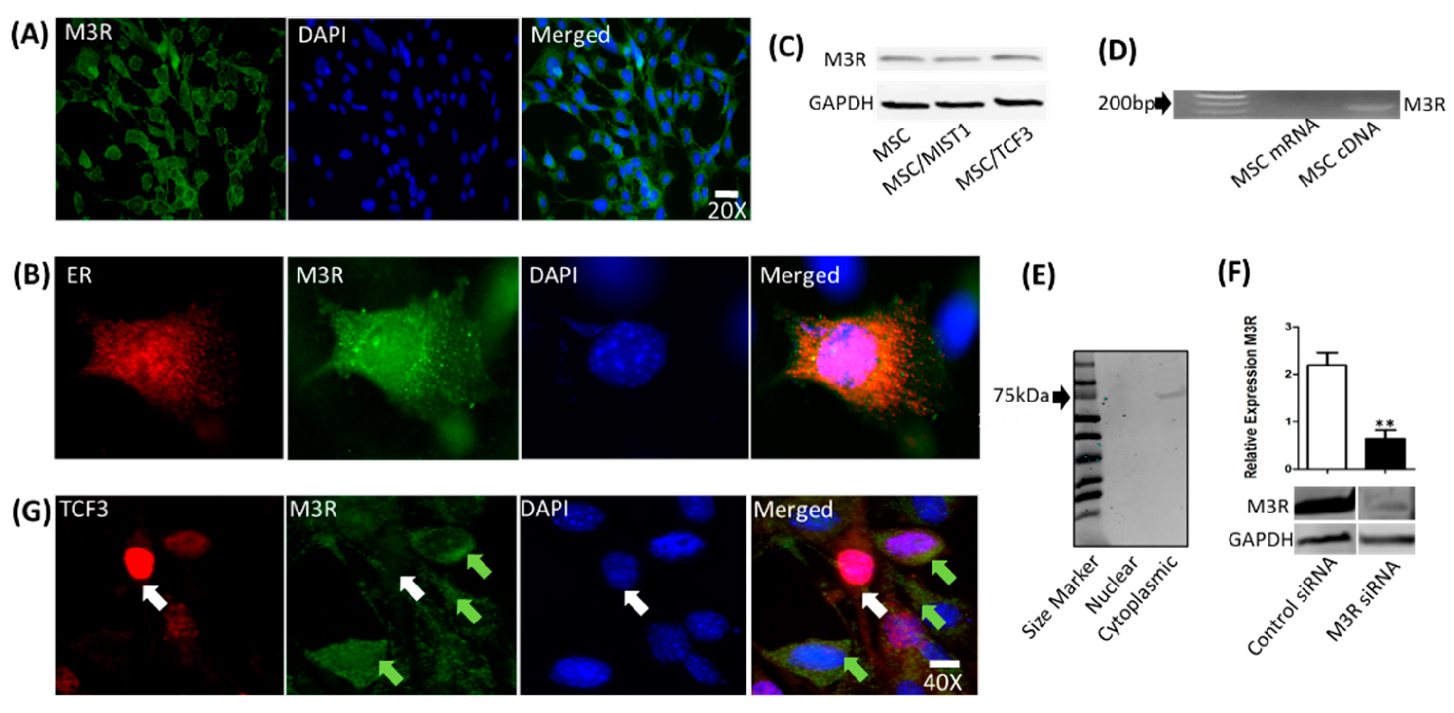 Ijms 20 00767 g005 Ijms 20 00767 g005