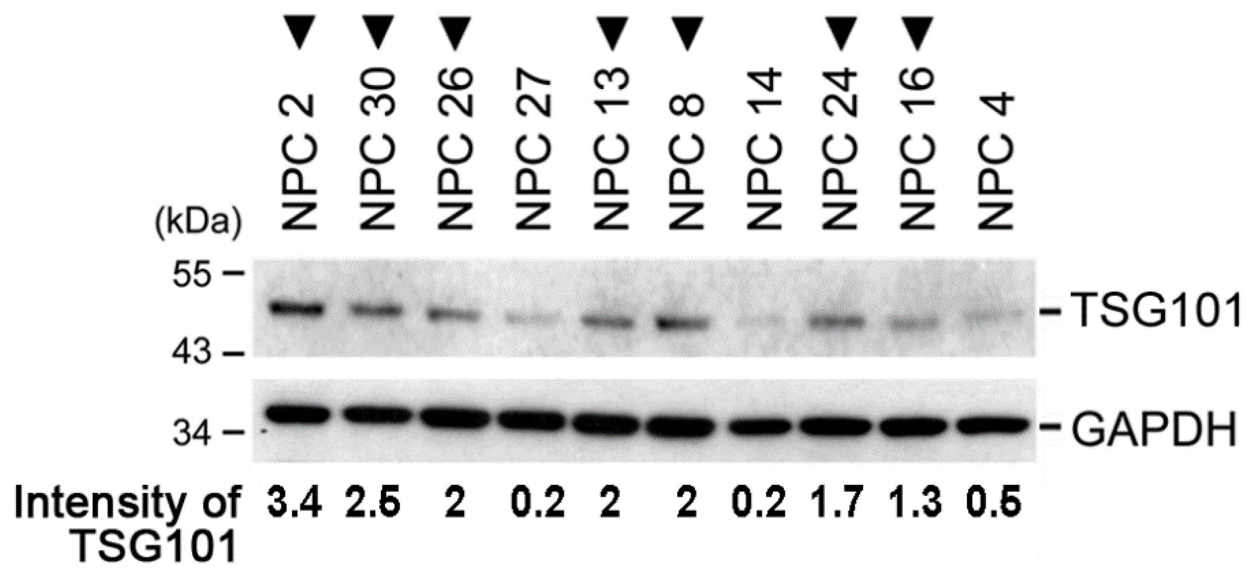 Ijms 20 00773 g002 Ijms 20 00773 g002