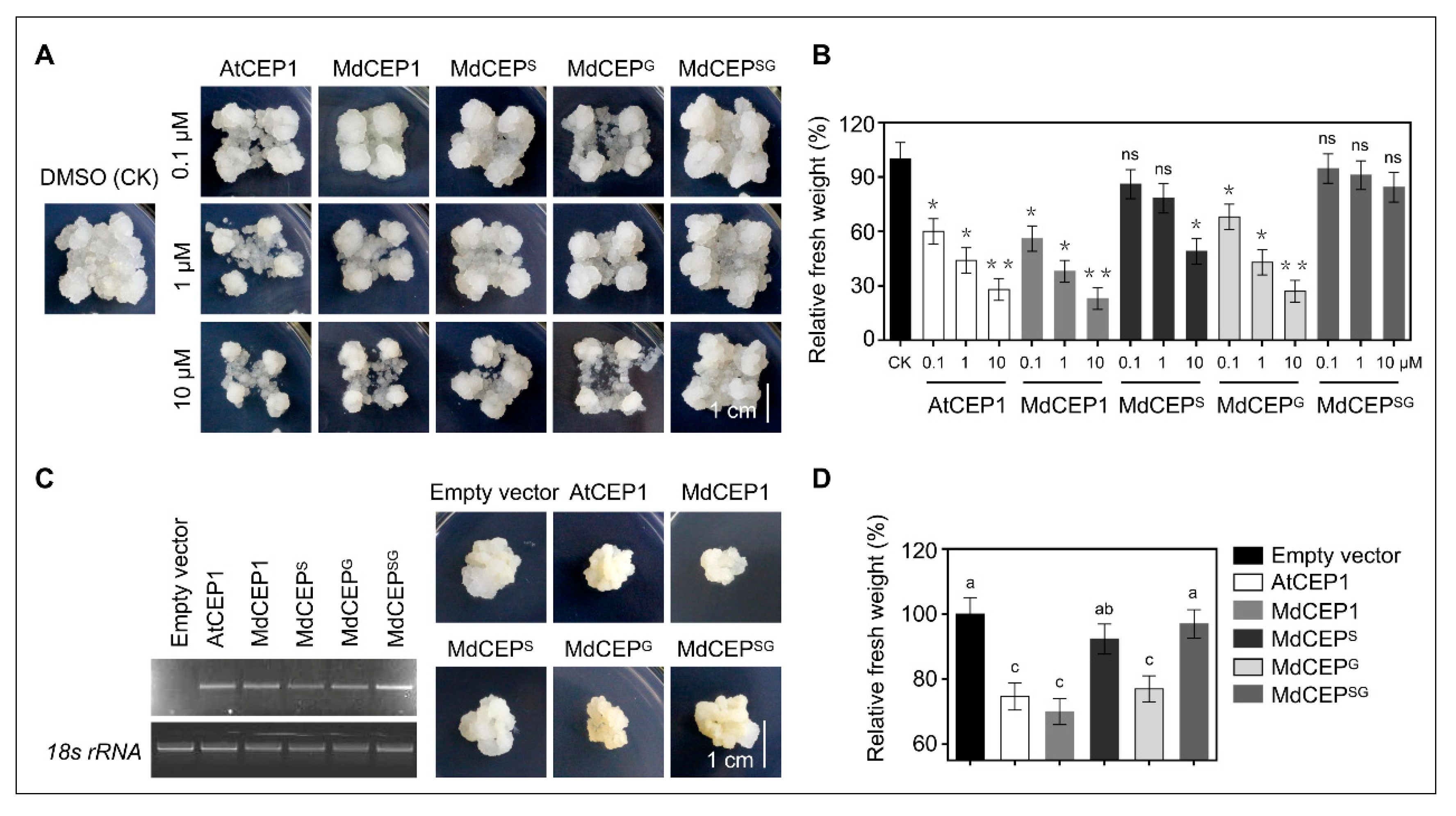 Ijms 20 00775 g007 Ijms 20 00775 g007