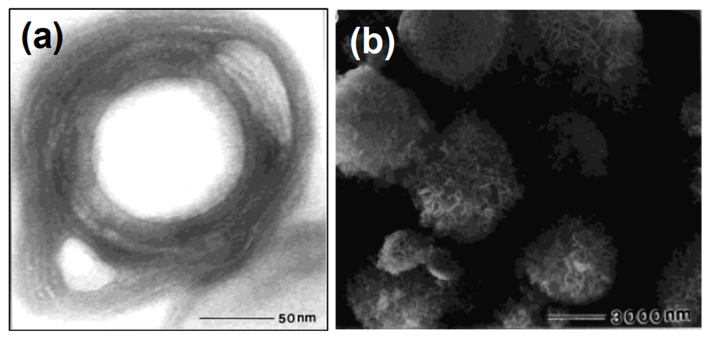 Ijms 20 00781 g005 Ijms 20 00781 g005