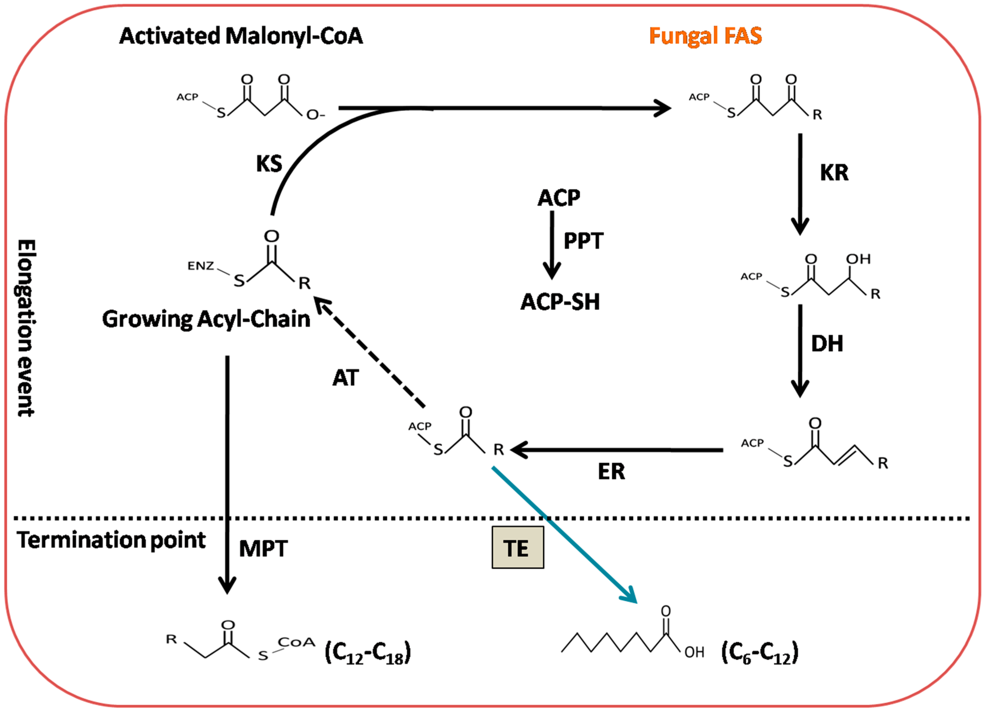 Ijms 20 00786 g001 Ijms 20 00786 g001