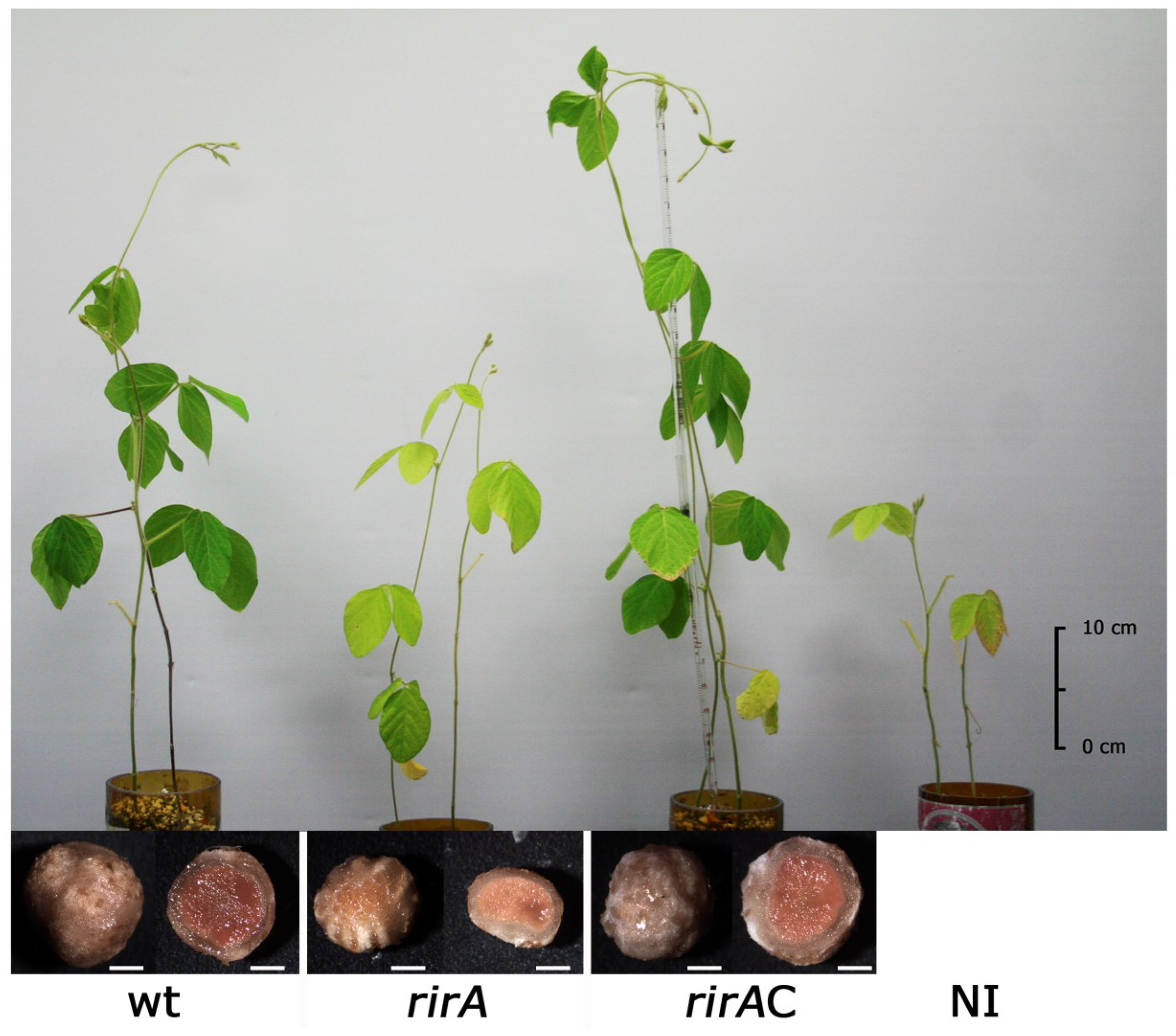 Ijms 20 00787 g004 550