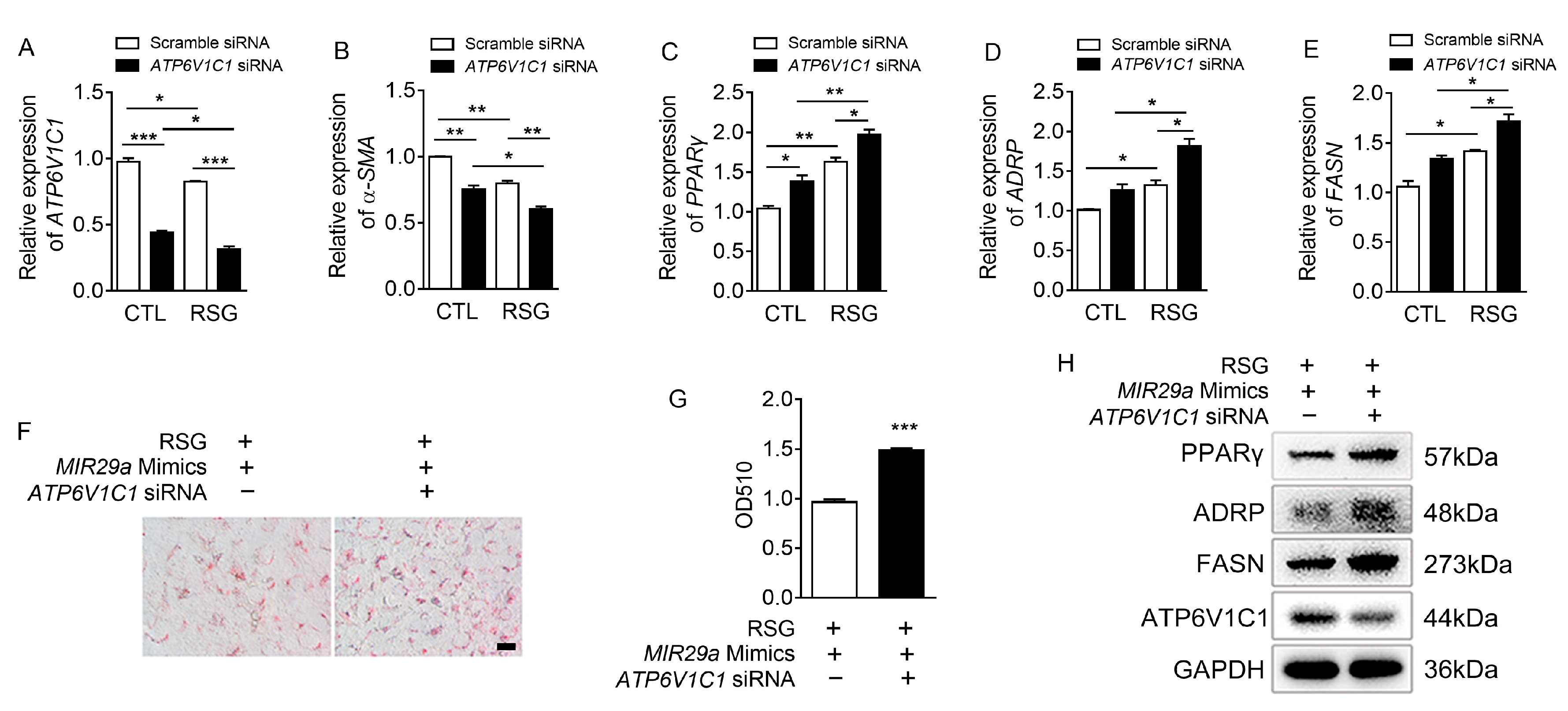 Ijms 20 00796 g004 Ijms 20 00796 g004