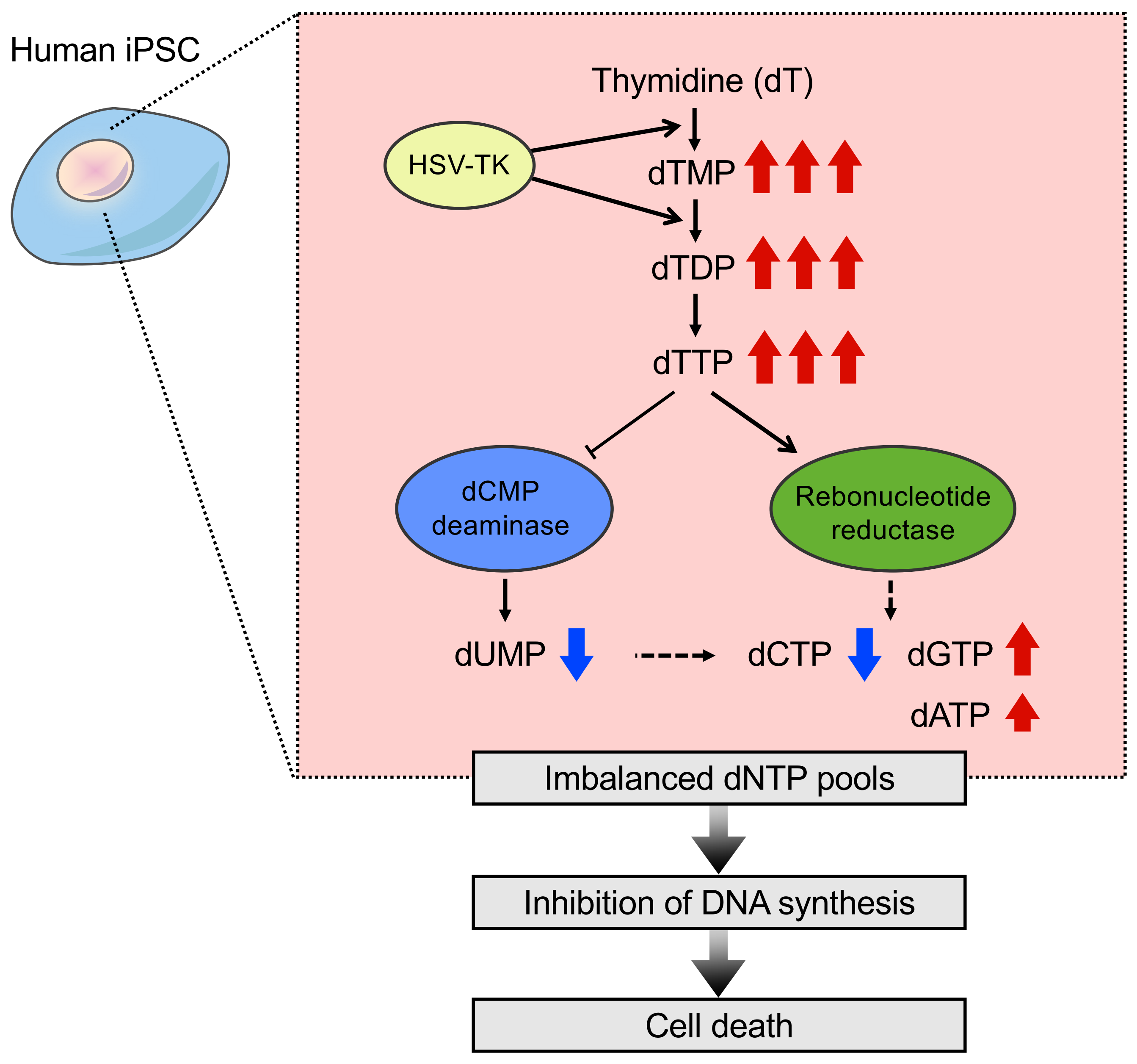 IJMS Free FullText Increased Cytotoxicity of Herpes Simplex Virus