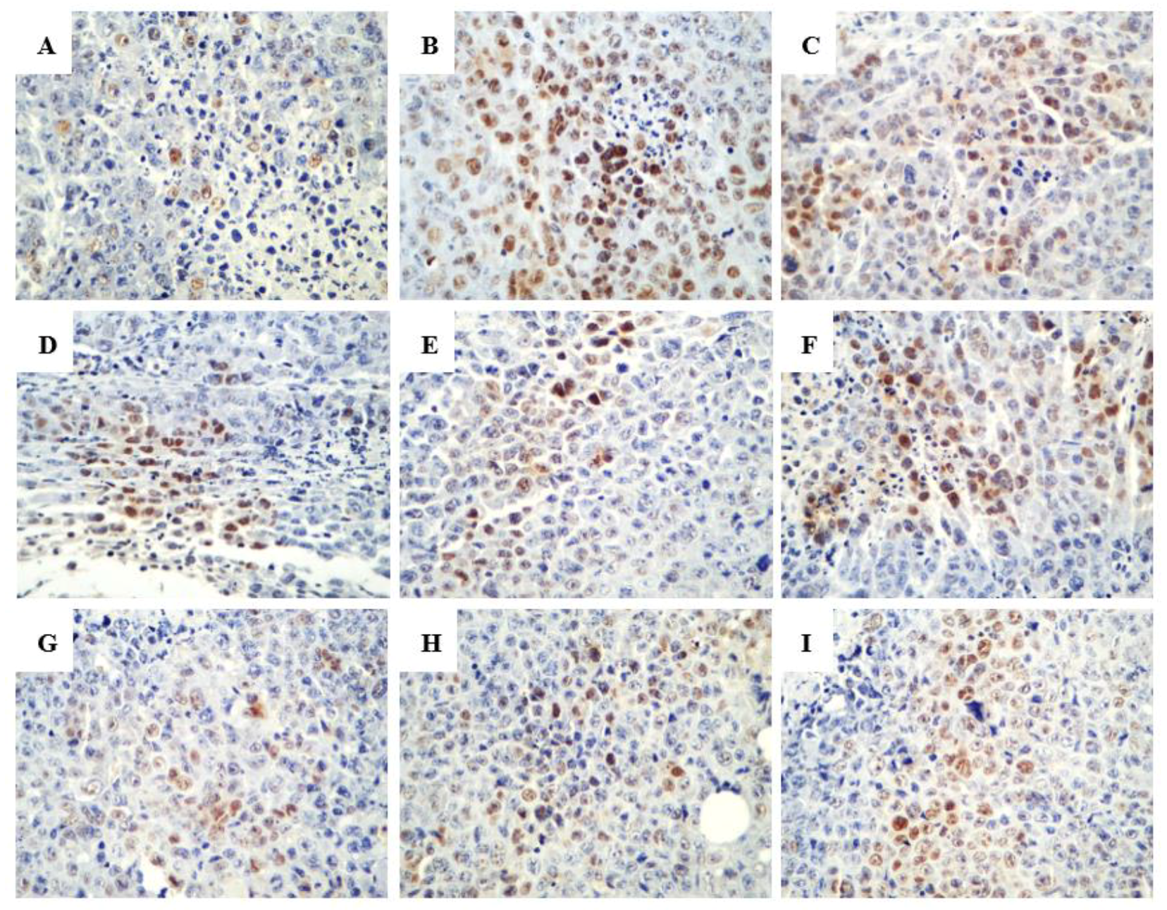 Ijms 20 00836 g006 Ijms 20 00836 g006