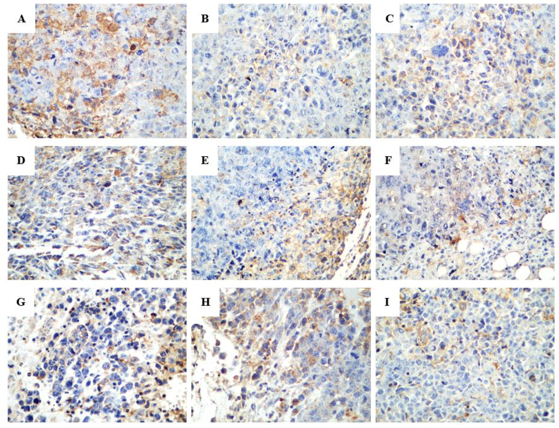 Ijms 20 00836 g008 Ijms 20 00836 g008