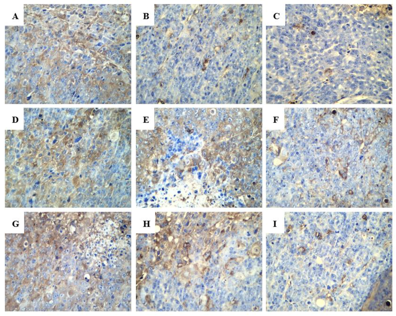 Ijms 20 00836 g010 Ijms 20 00836 g010