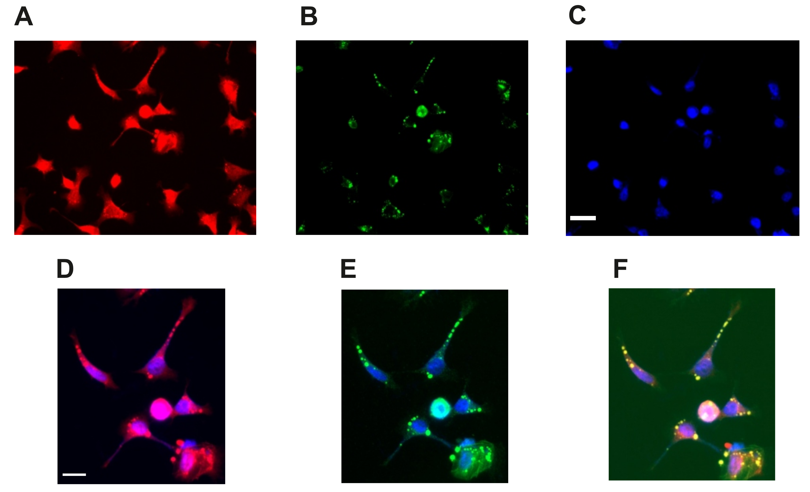 Ijms 20 00844 g002 550