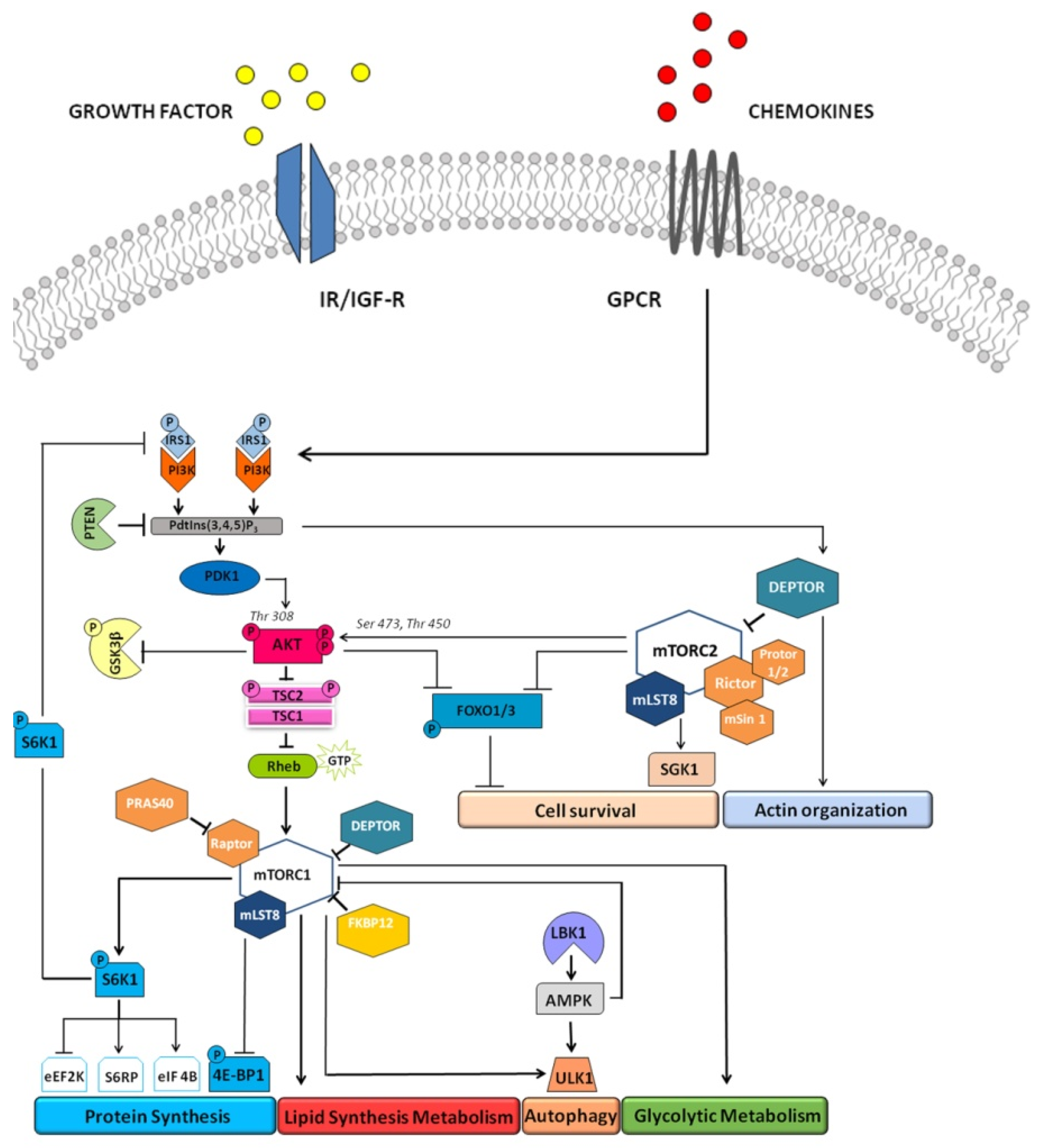 Ijms 20 00847 g003 Ijms 20 00847 g003