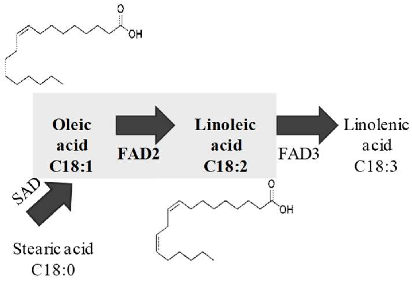 Ijms 20 00849 g001 Ijms 20 00849 g001
