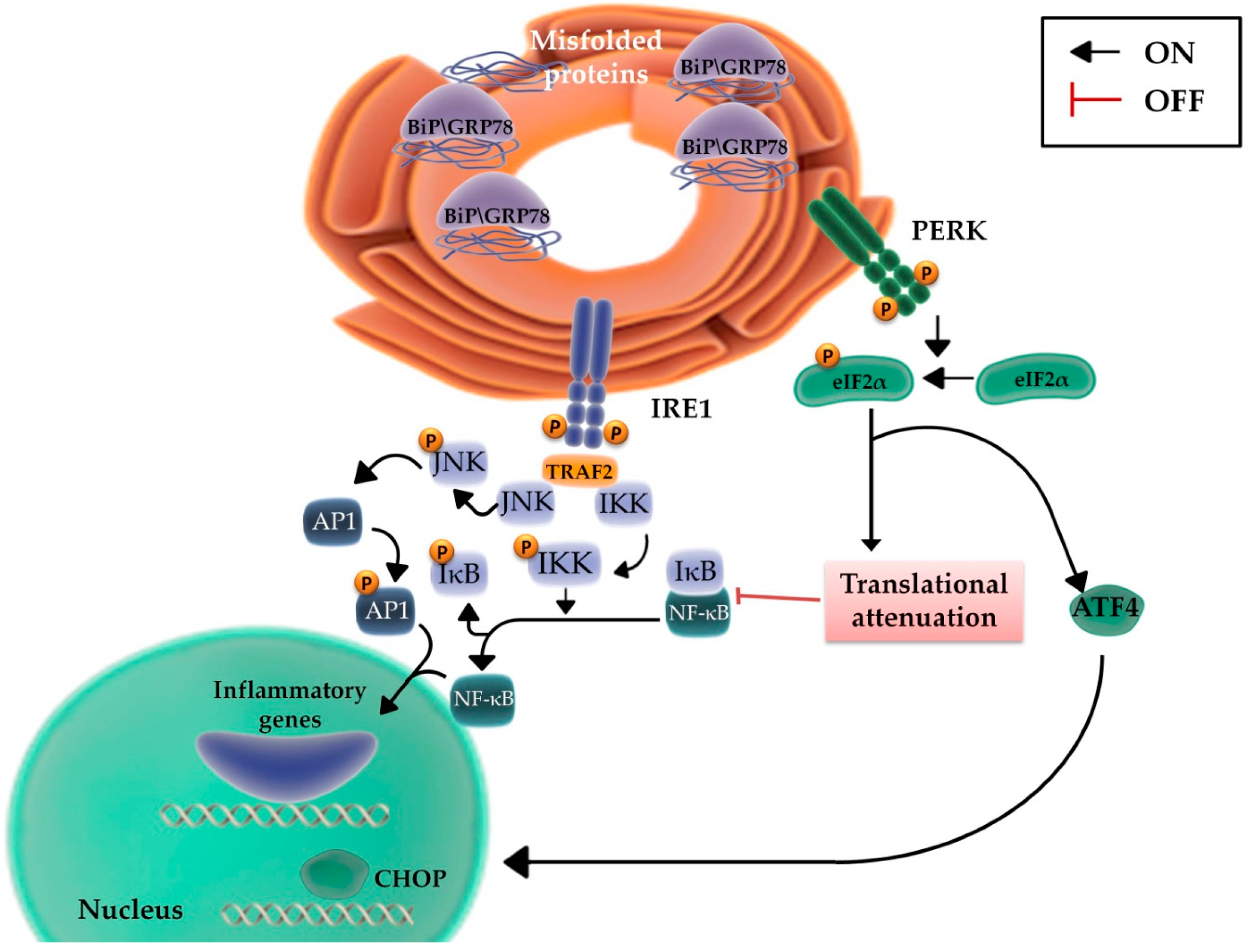 Ijms 20 00857 g004 Ijms 20 00857 g004