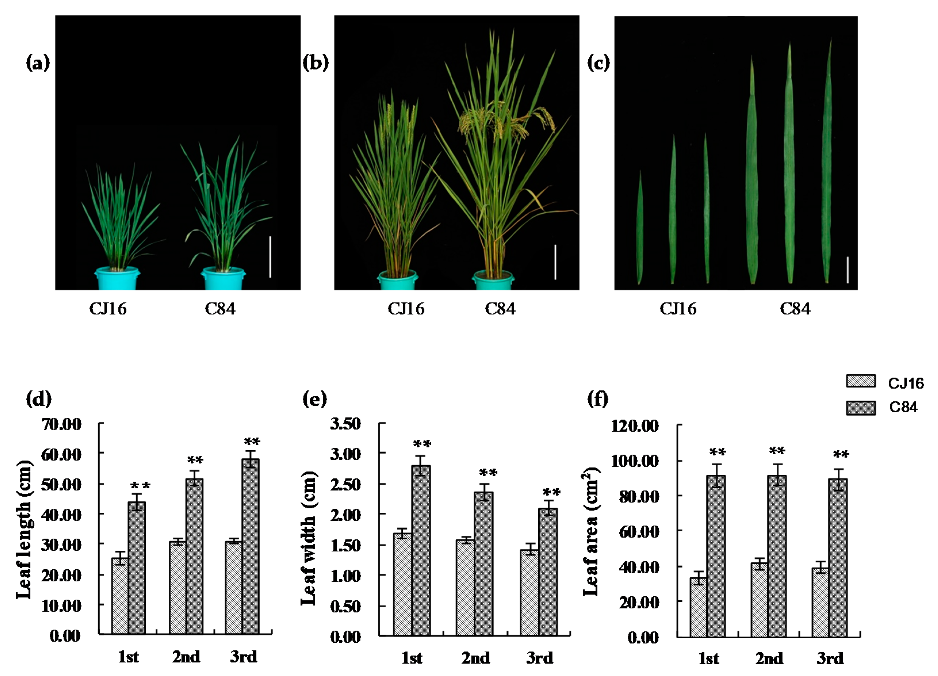 Phenotype of wild-type Supi 3 and mutant wh. (A) spikes, (B) leaf