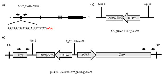 Ijms Free Full Text Enhanced Expression Of Qtl Qll9 Dep1 Facilitates The Improvement Of Leaf Morphology And Grain Yield In Rice Html