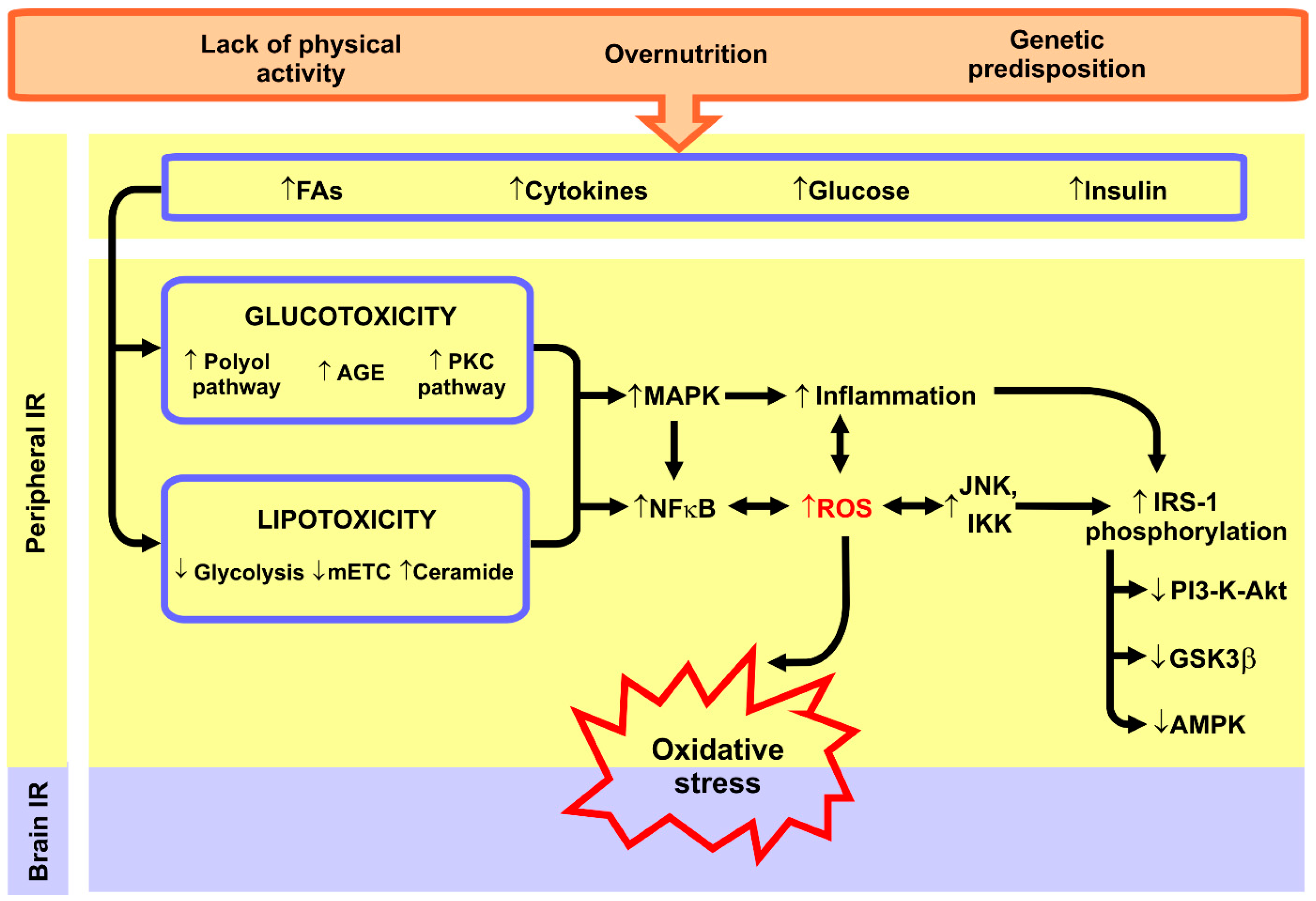 Insulin Resistance Syndrome