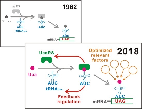 IJMS | Special Issue : Expanding and Reprogramming the Genetic Code
