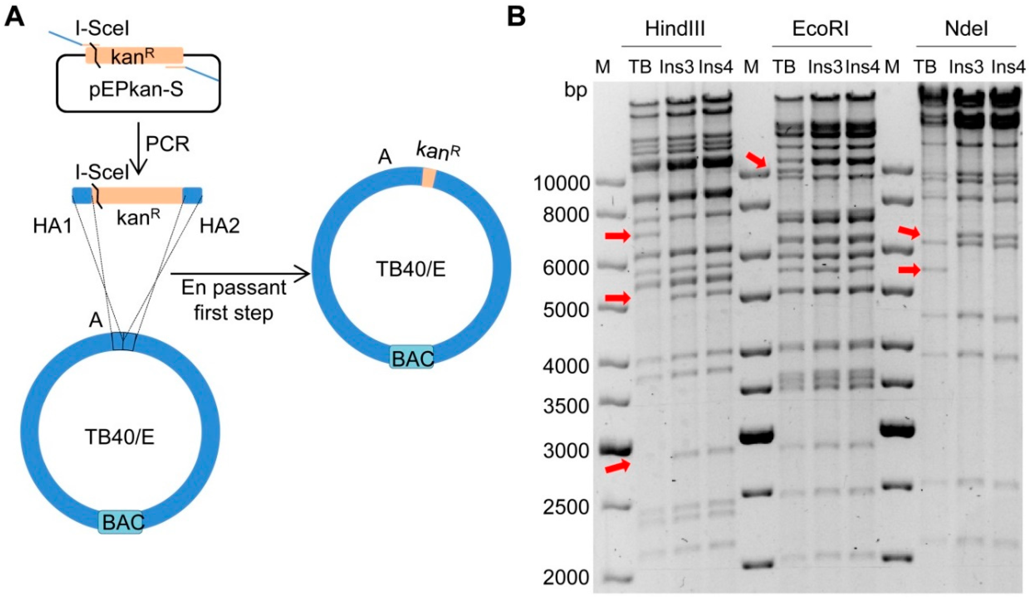 Ijms 20 00913 g002 Ijms 20 00913 g002