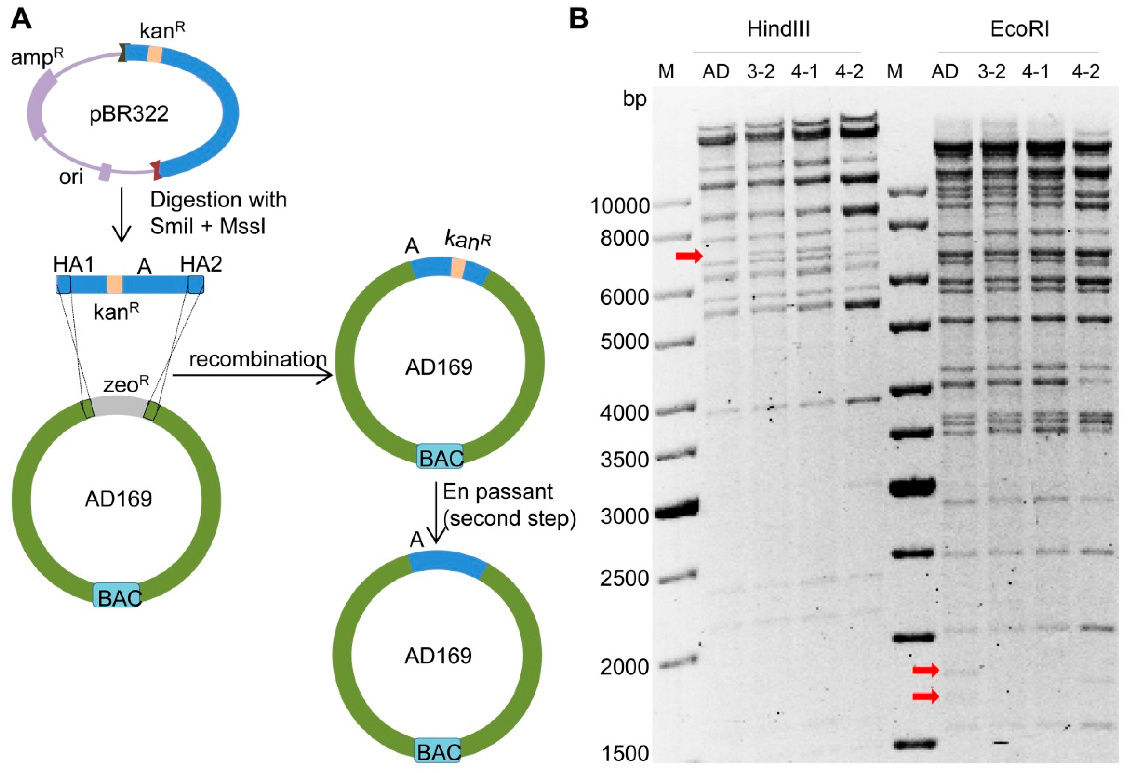 Ijms 20 00913 g005 Ijms 20 00913 g005