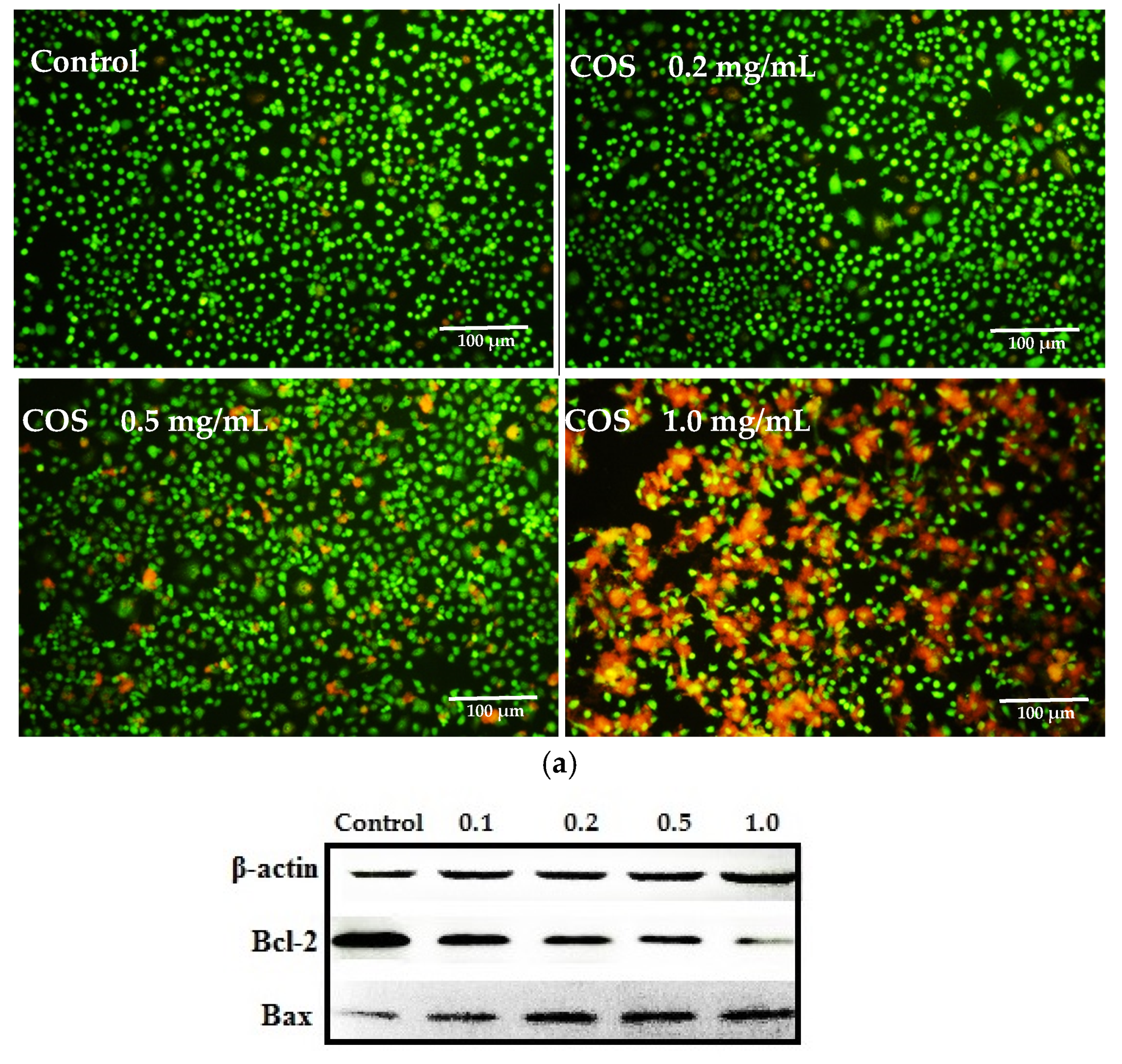 Ijms 20 00920 g003a 550