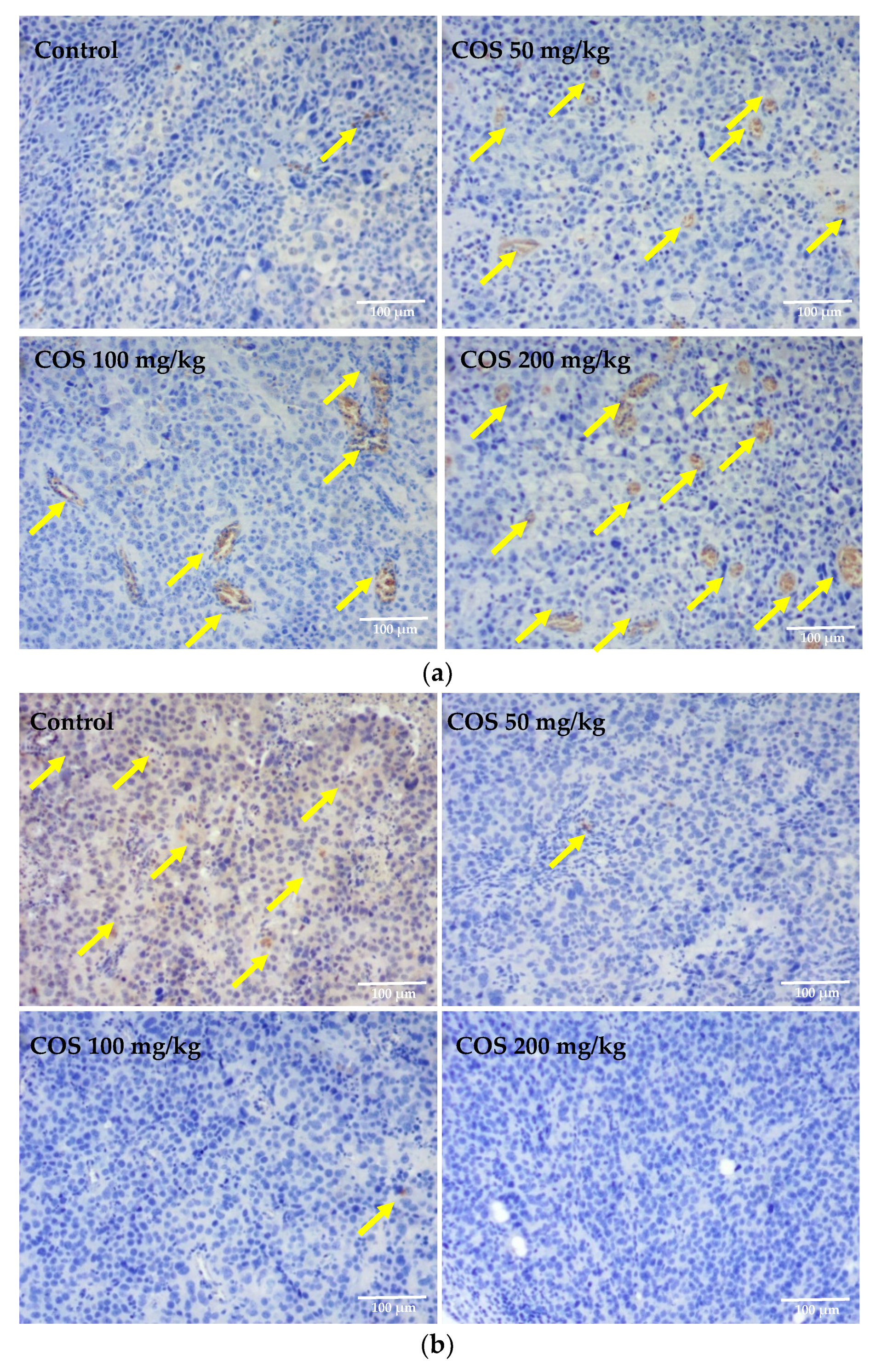 Ijms 20 00920 g006a 550