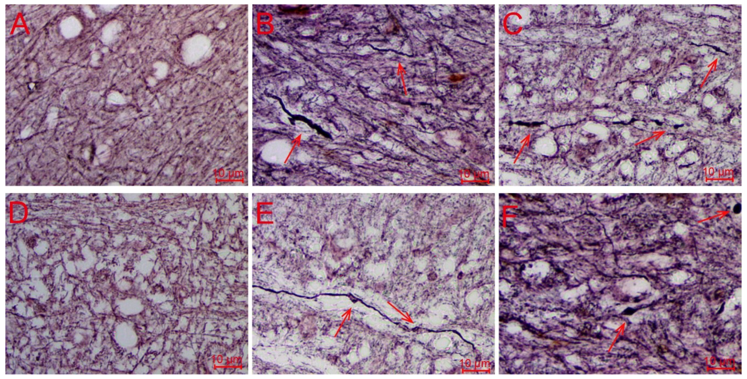 Ijms 20 00922 g001 Ijms 20 00922 g001