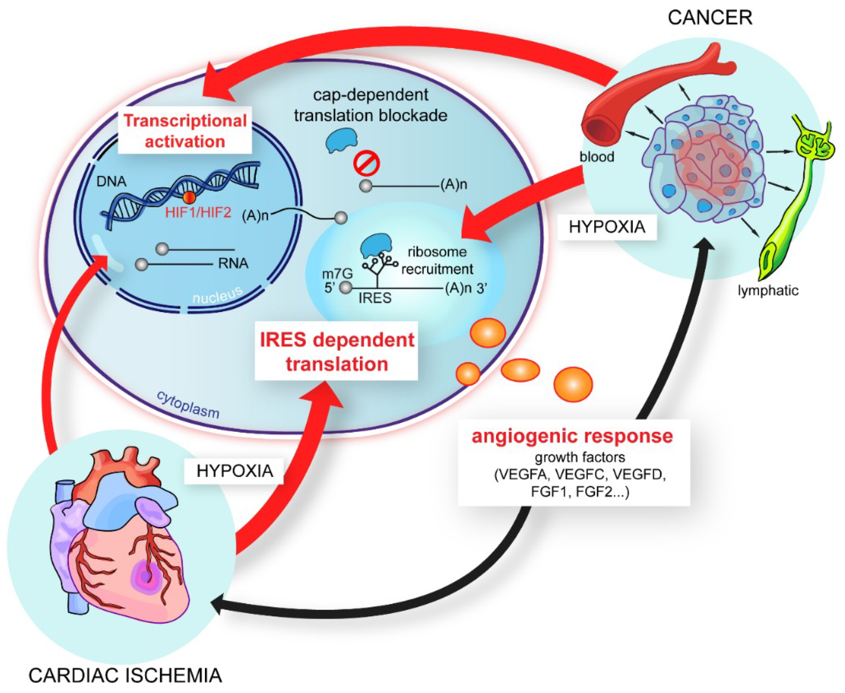 Ijms 20 00924 g001 Ijms 20 00924 g001
