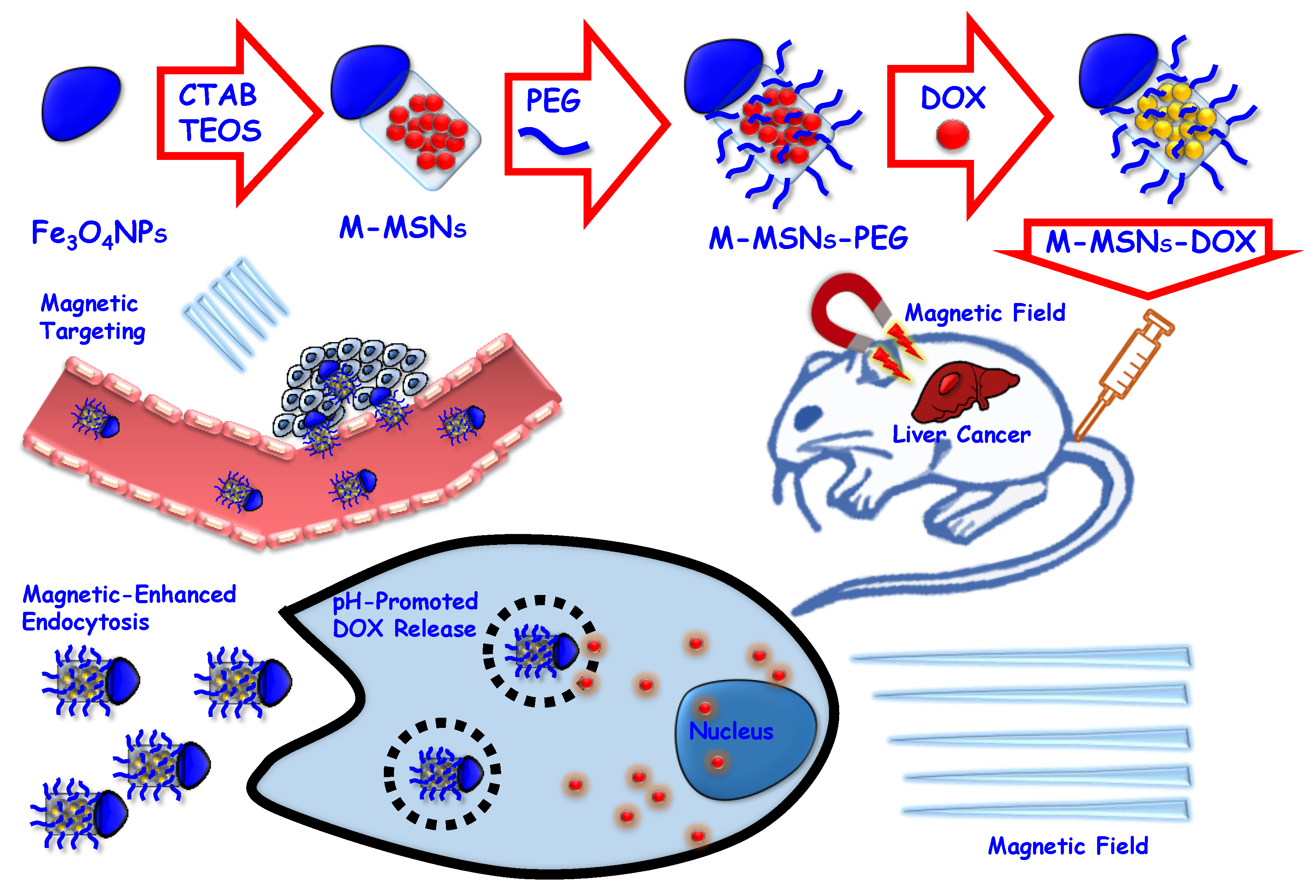 Ijms 20 00929 g005 550