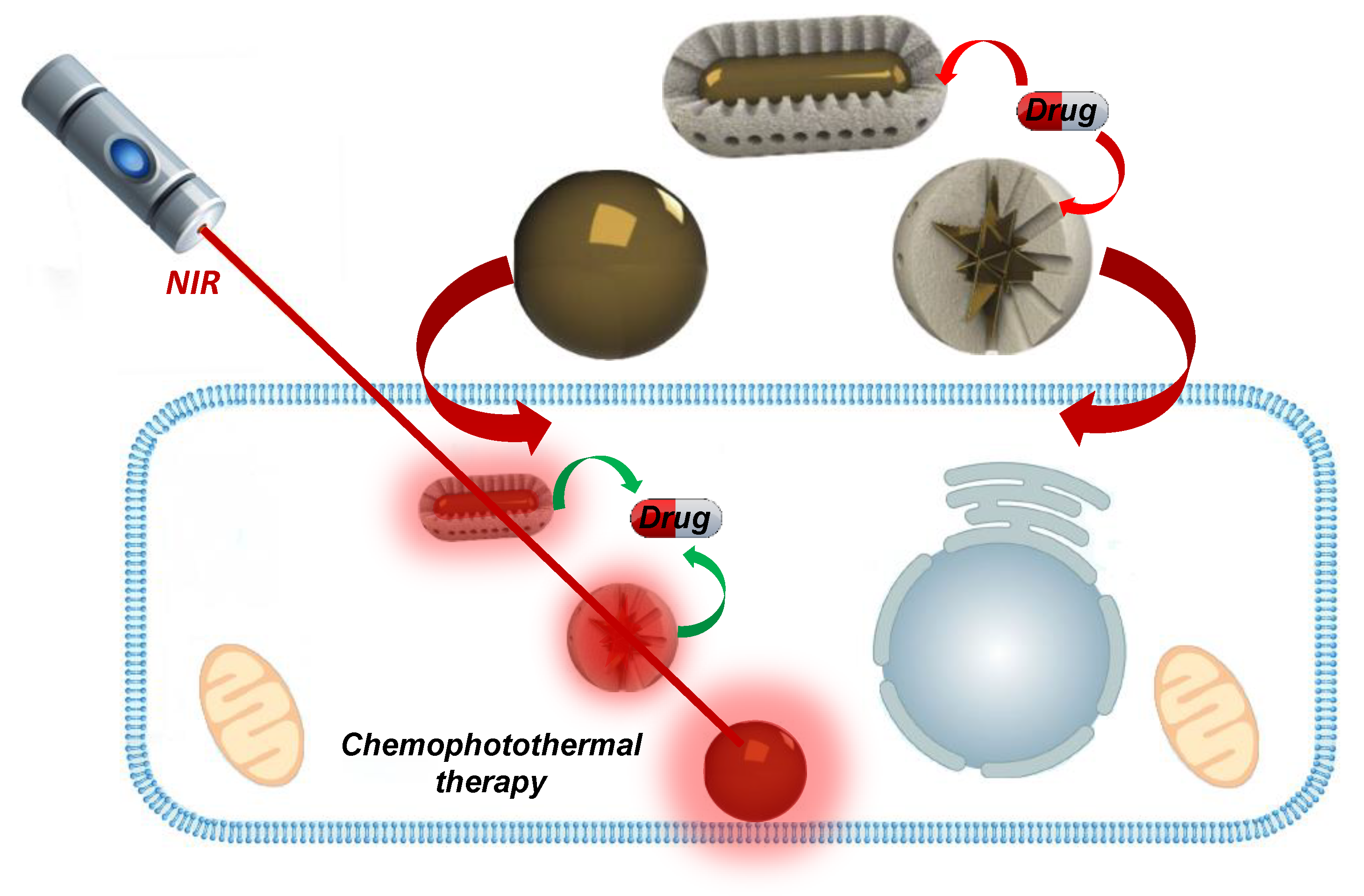 Ijms 20 00929 g006 550