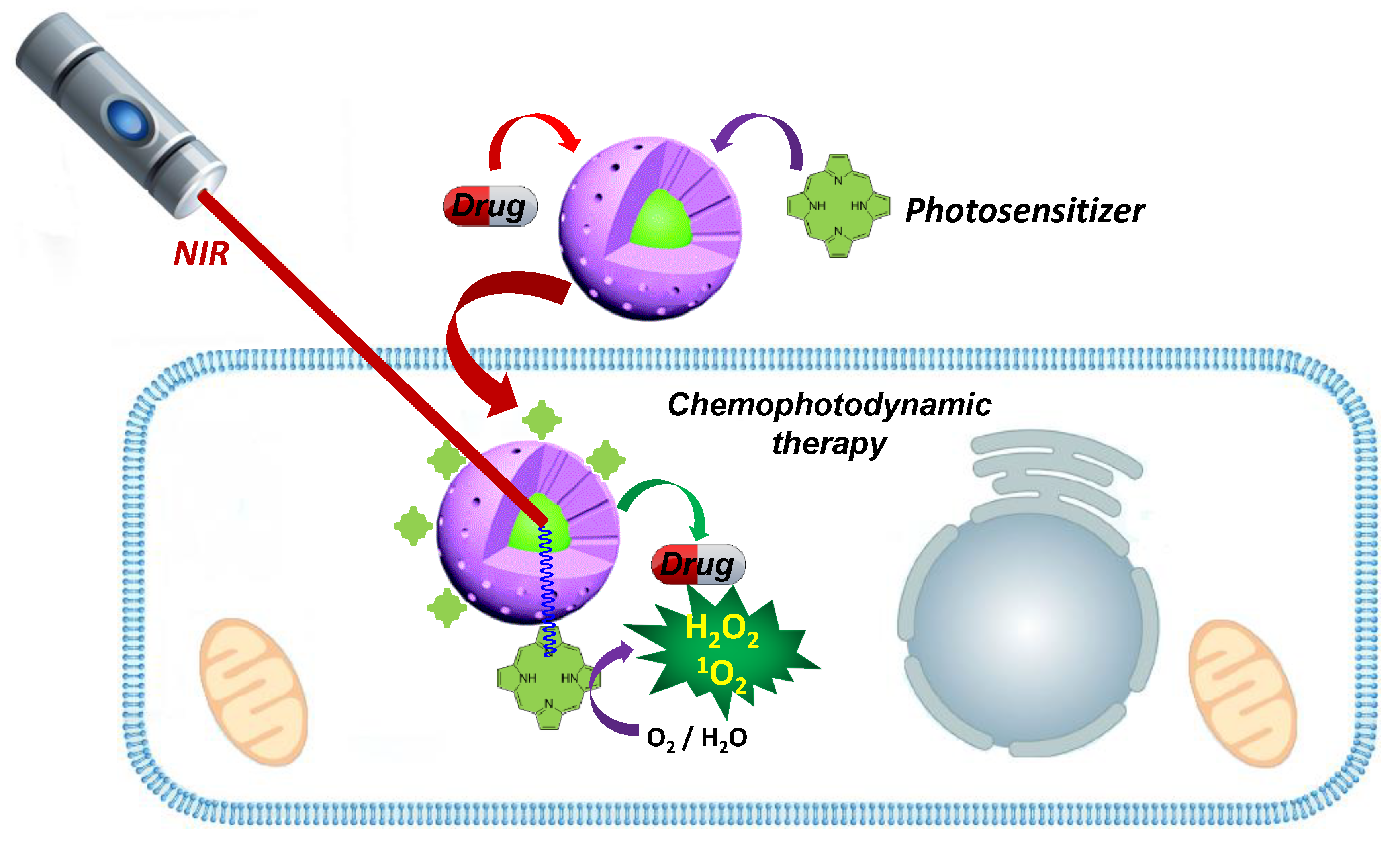 Ijms 20 00929 g009 550