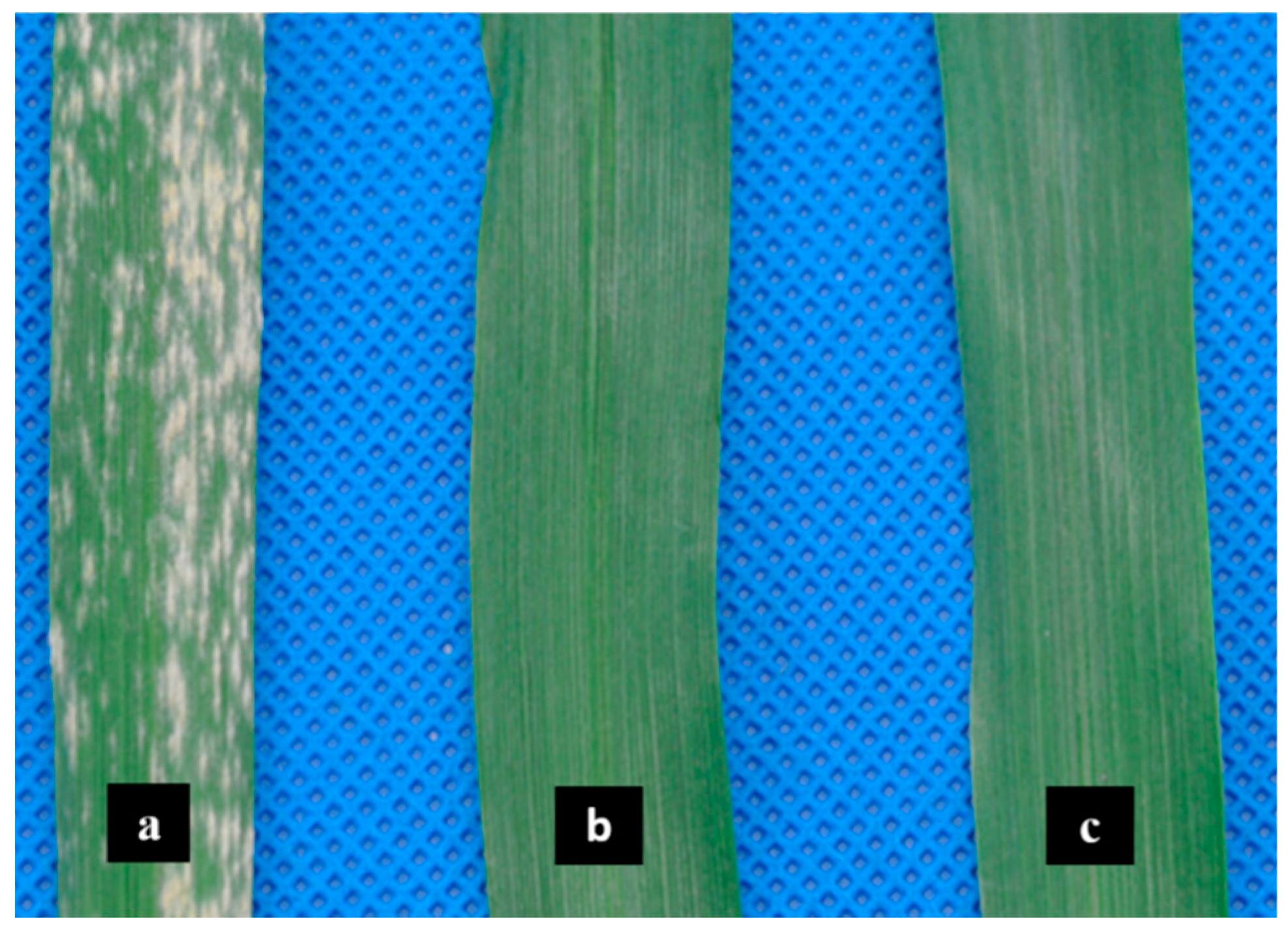 Ijms 20 00933 g001 Ijms 20 00933 g001