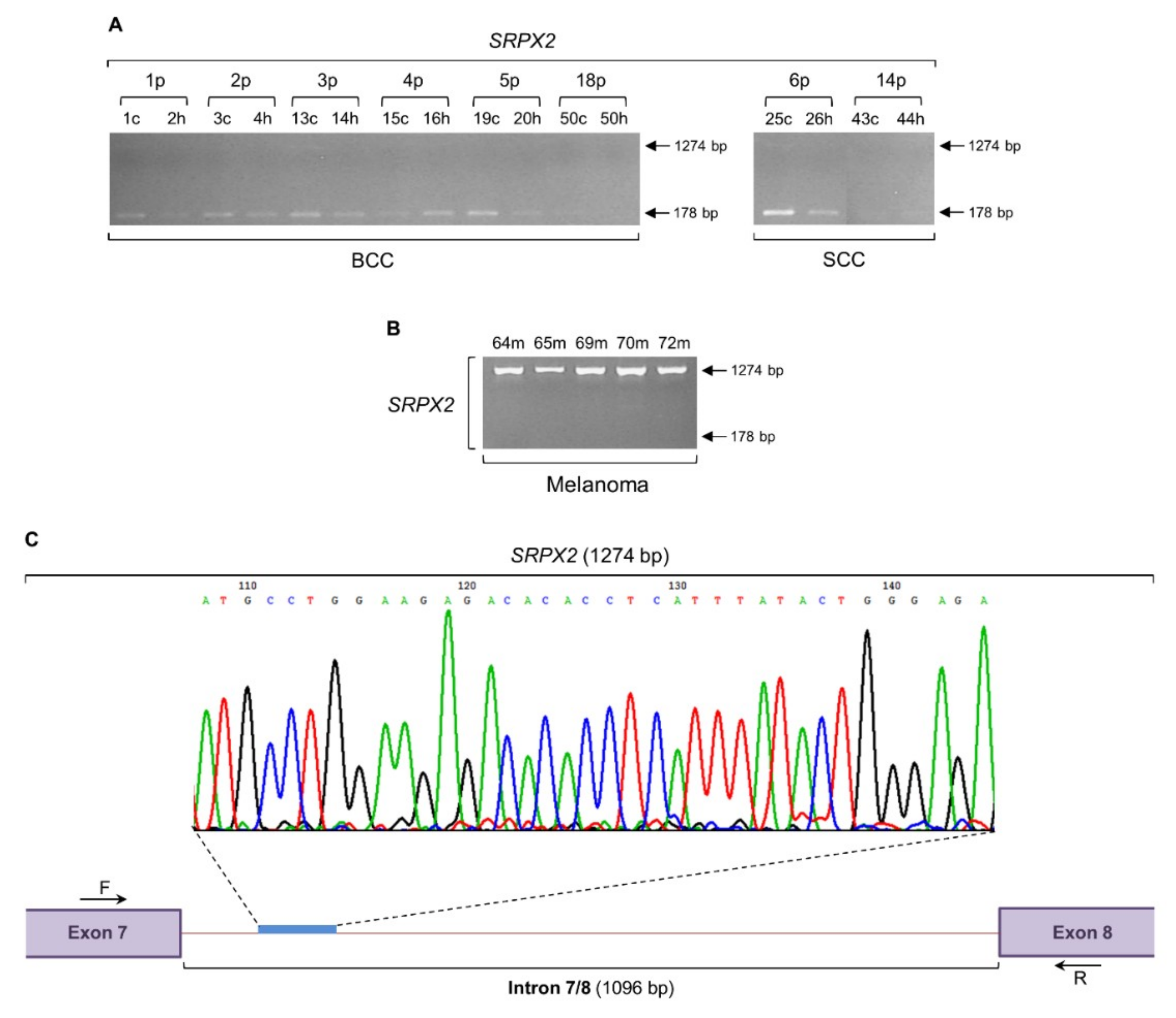 Ijms 20 00937 g005 Ijms 20 00937 g005