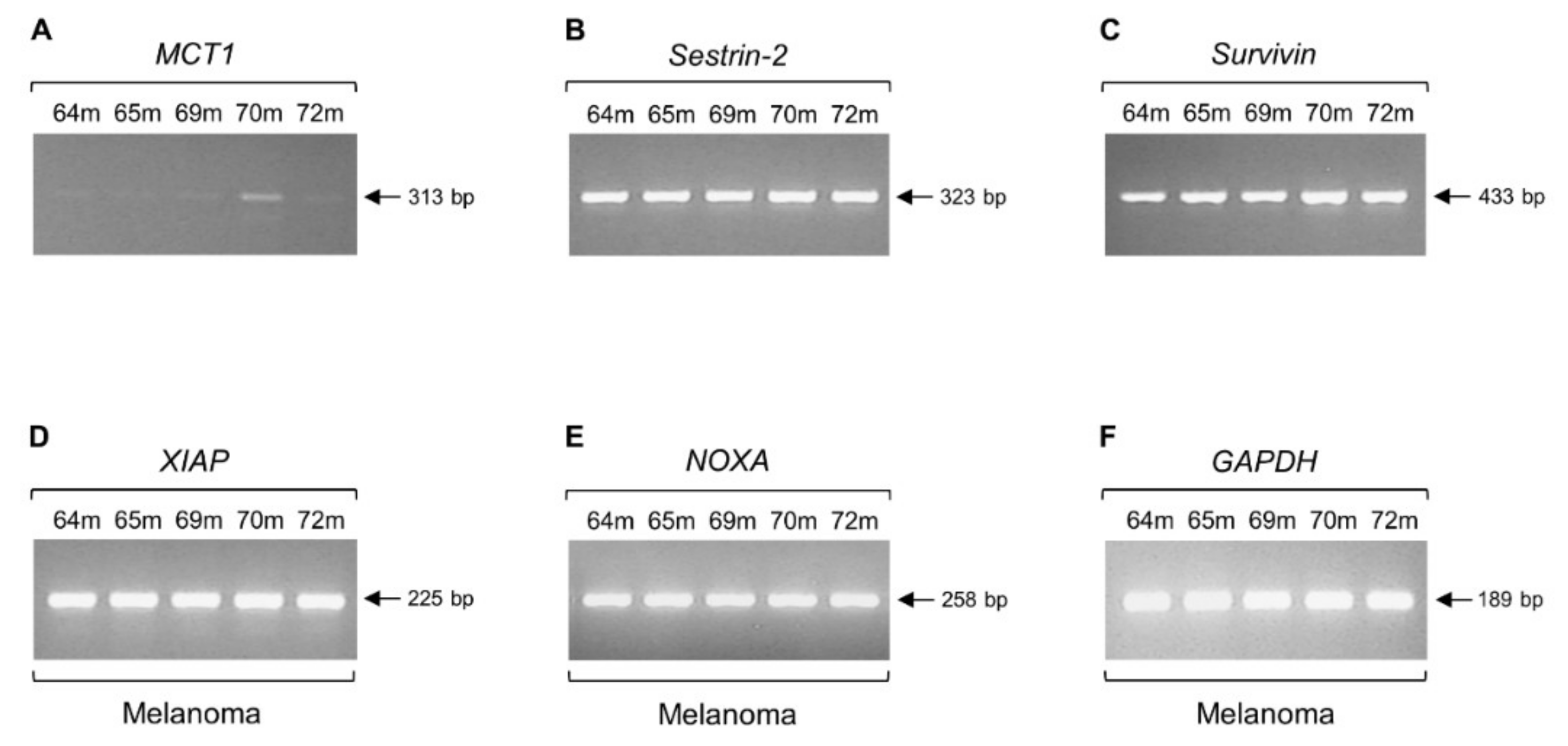 Ijms 20 00937 g006 Ijms 20 00937 g006