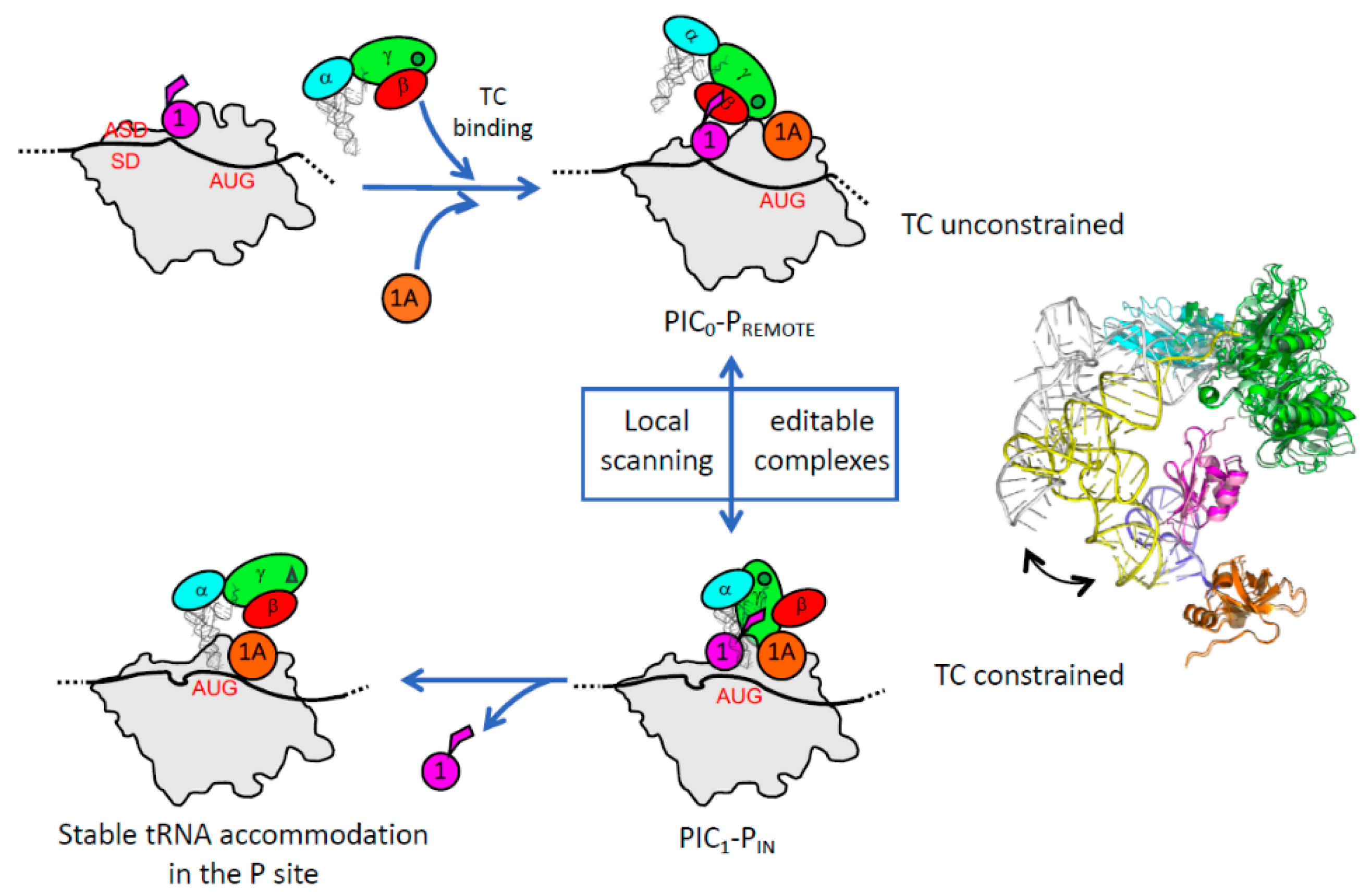 Ijms 20 00939 g005 Ijms 20 00939 g005