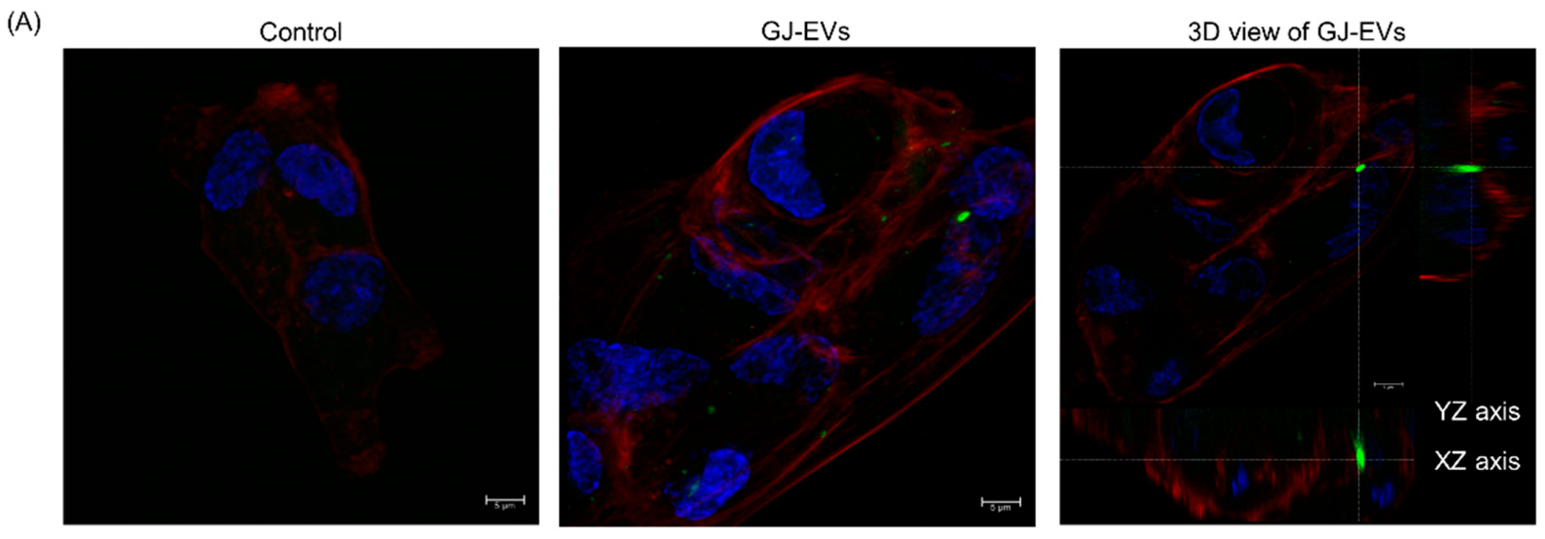 Ijms 20 00953 g006a Ijms 20 00953 g006a