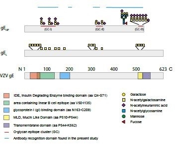 Shingrix Vs Zostavax Chart