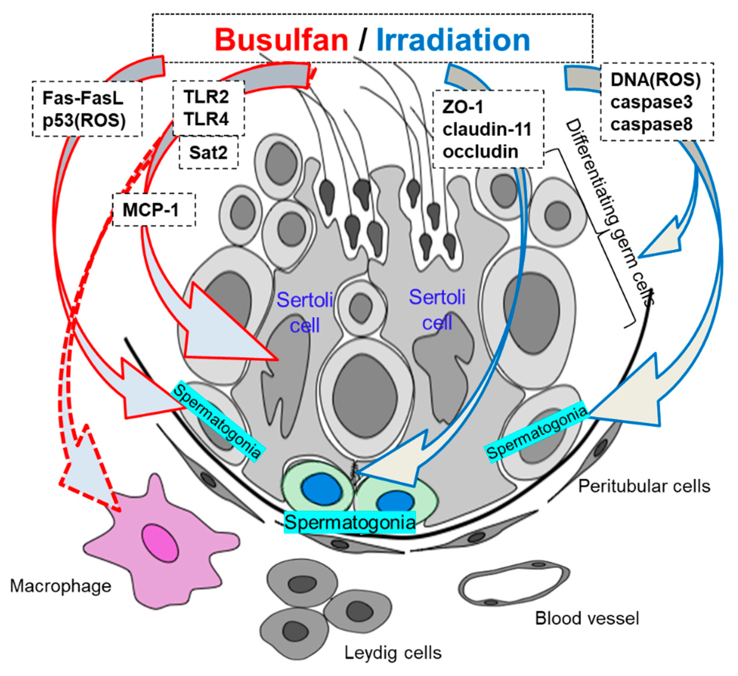 Ijms 20 00957 g001 Ijms 20 00957 g001